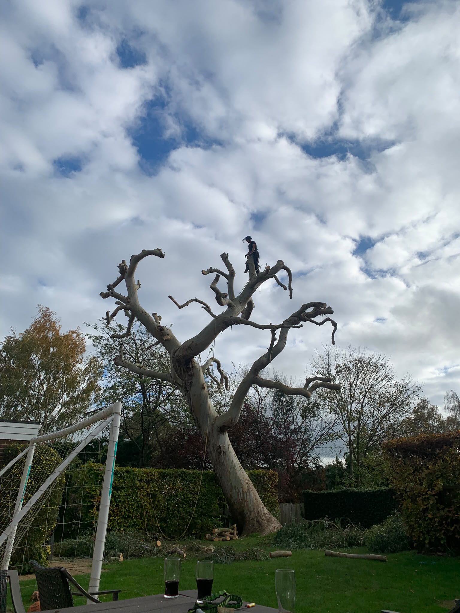 Tree surgery work photo 28