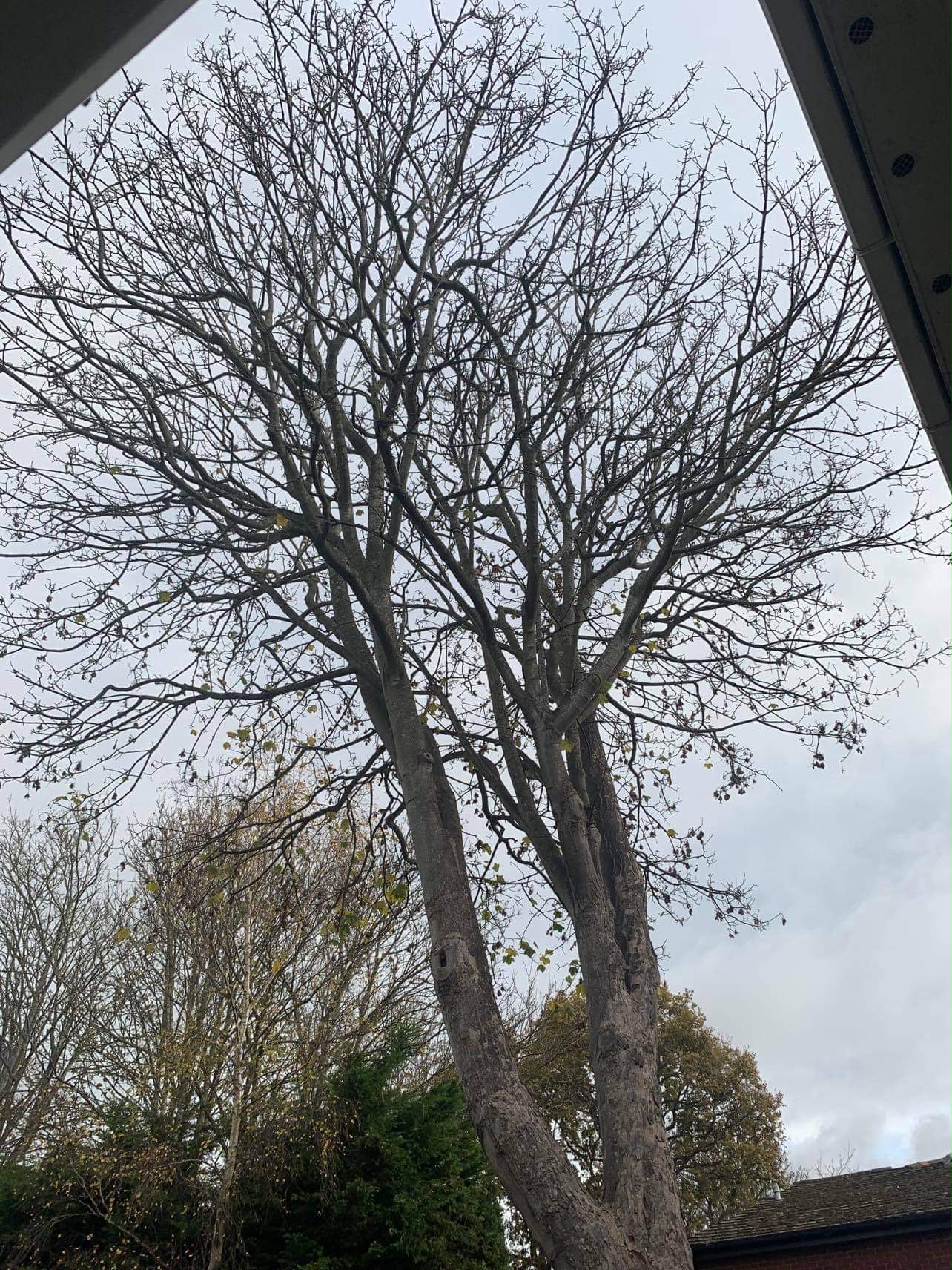 Tree surgery work photo 41