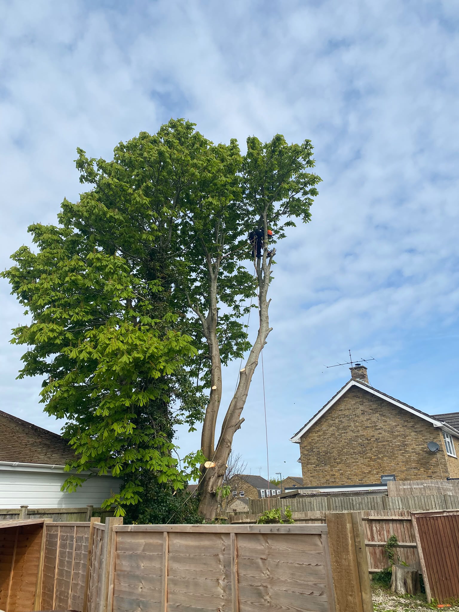 Tree surgery work photo 210