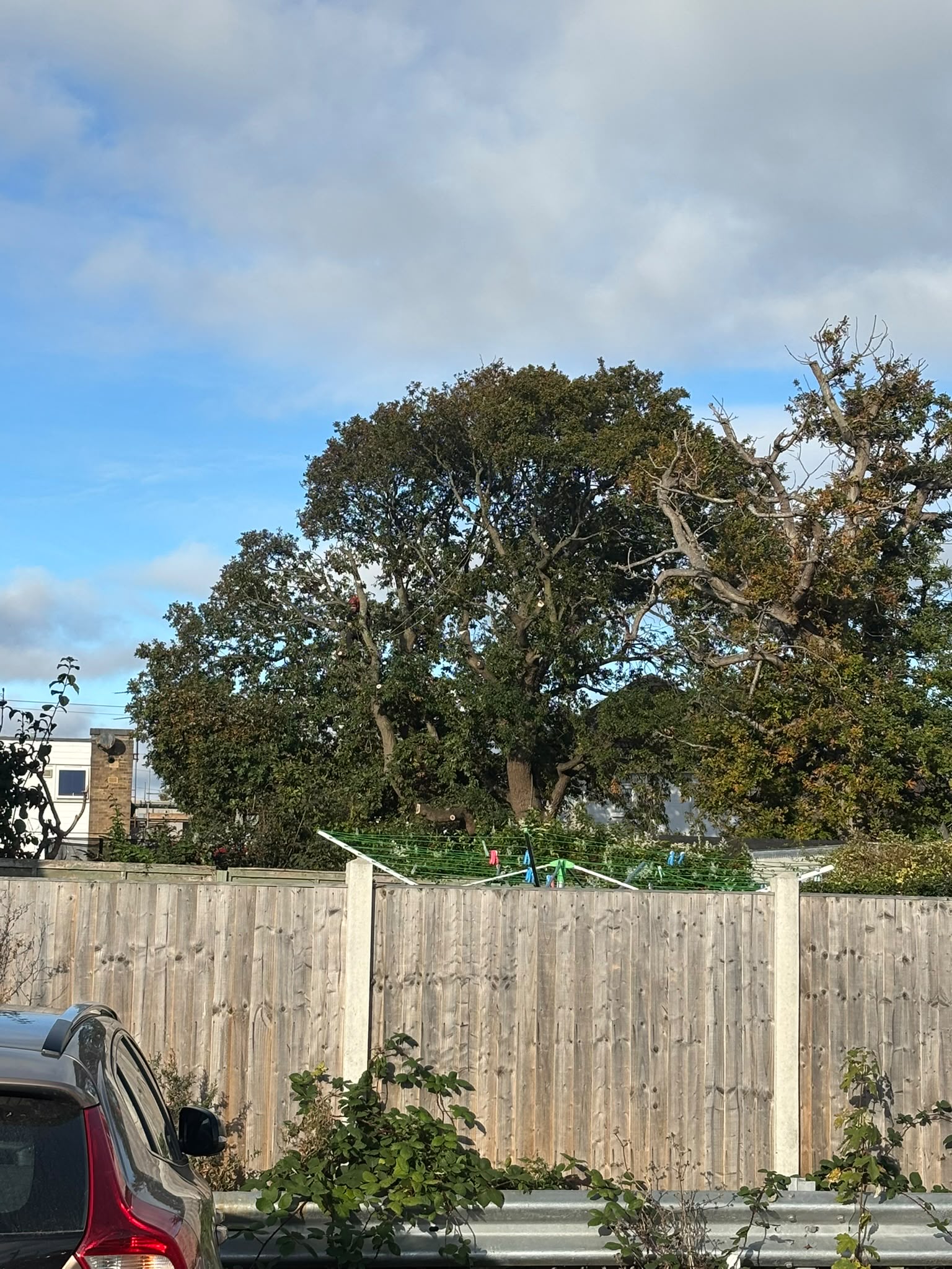Tree surgery work photo 185