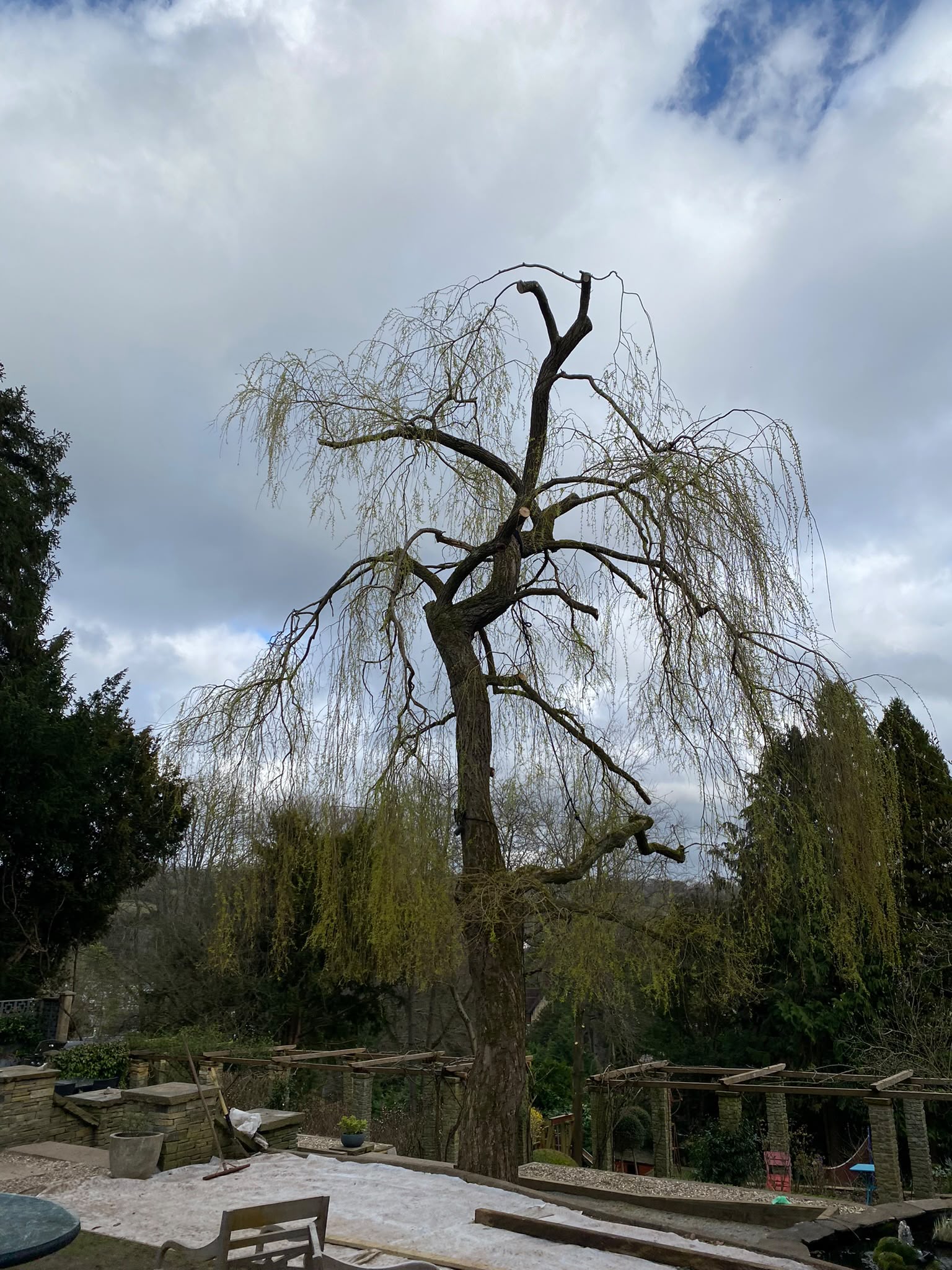 Tree surgery work photo 73
