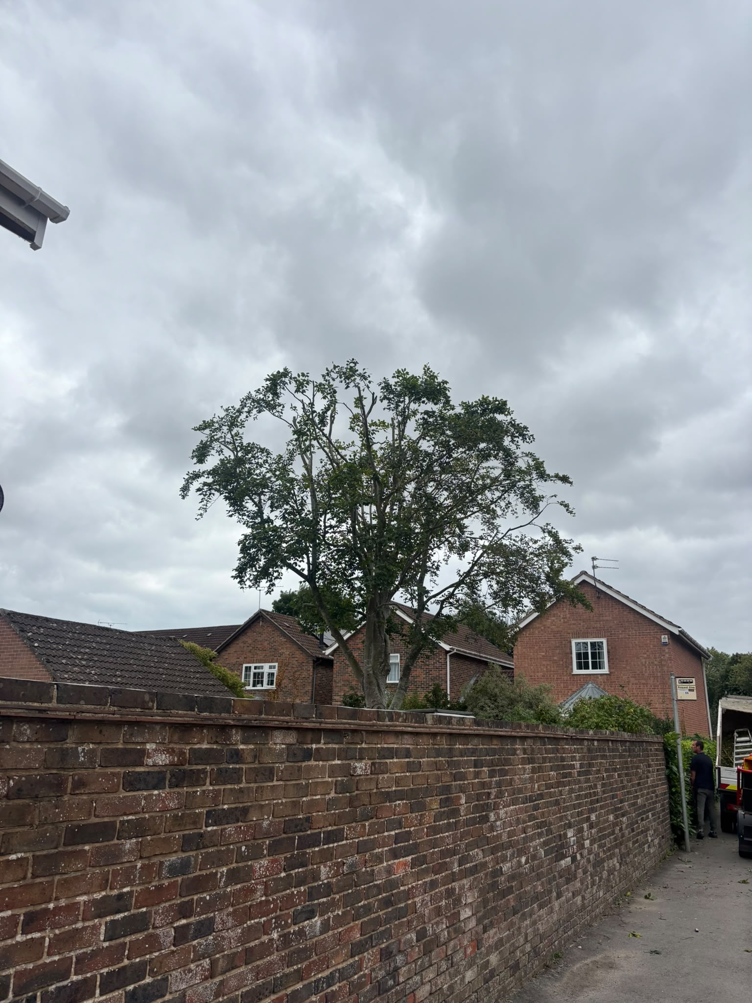Tree surgery work photo 203