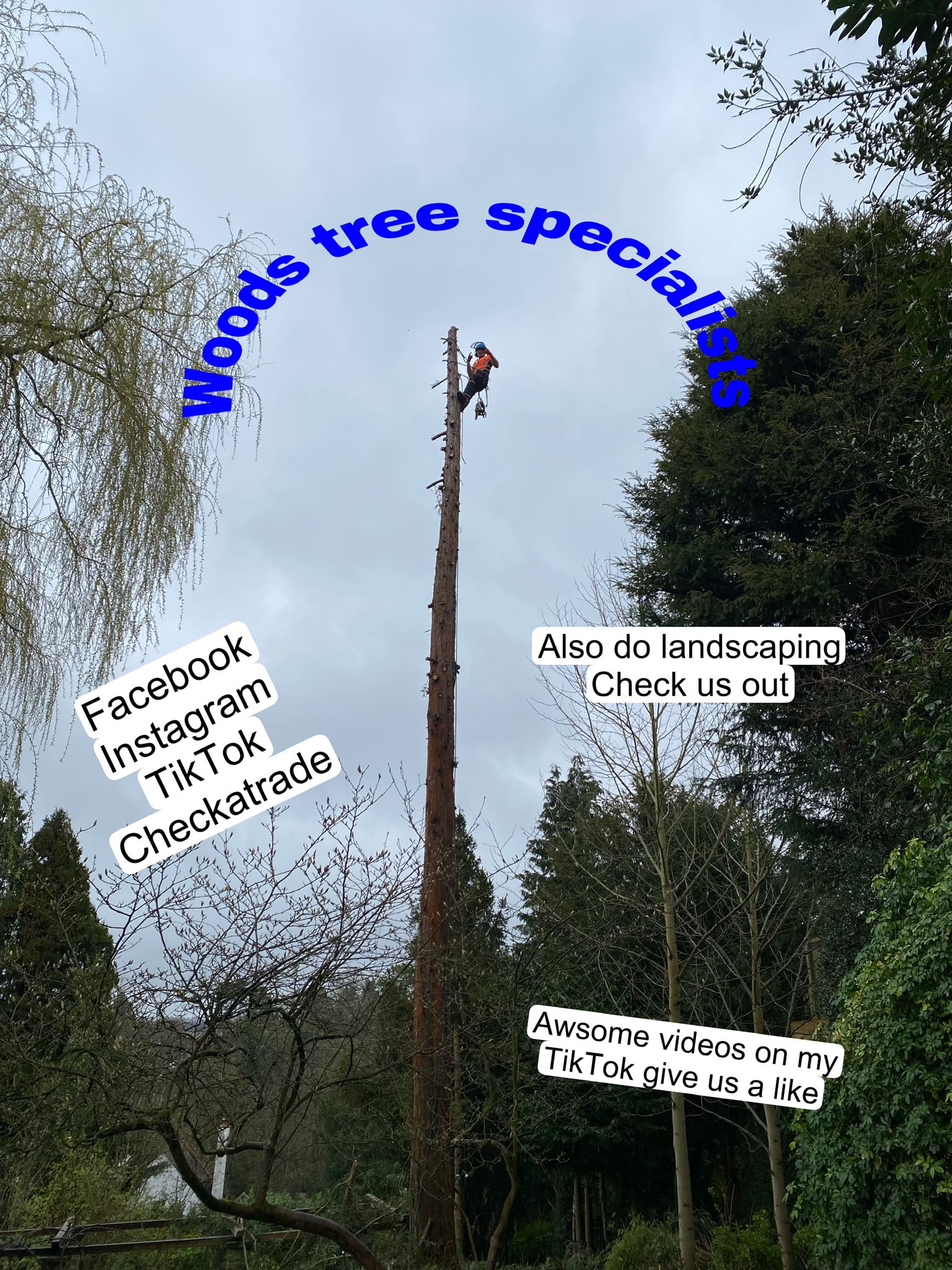 Tree surgery work photo 79