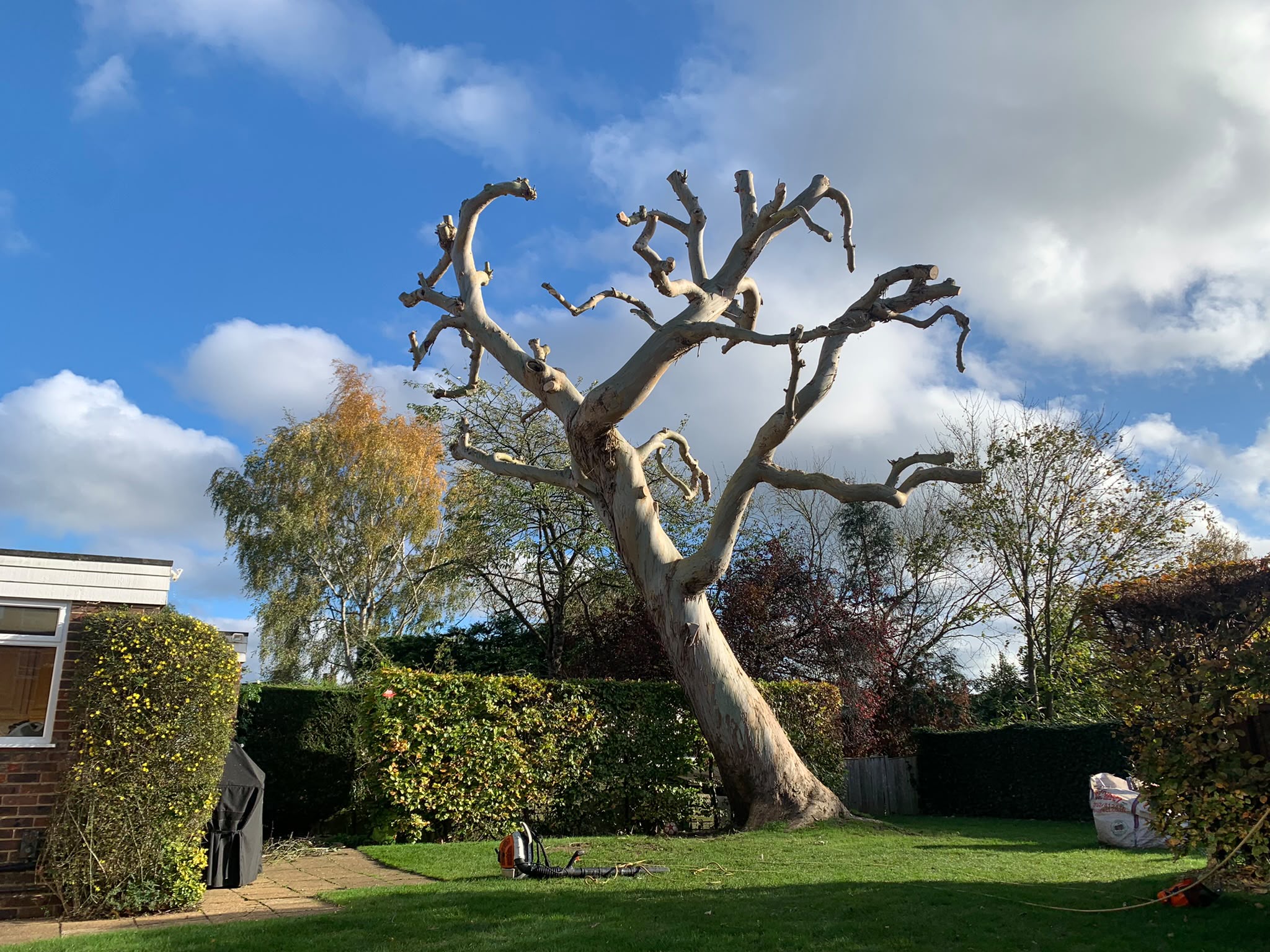 Tree surgery work photo 29