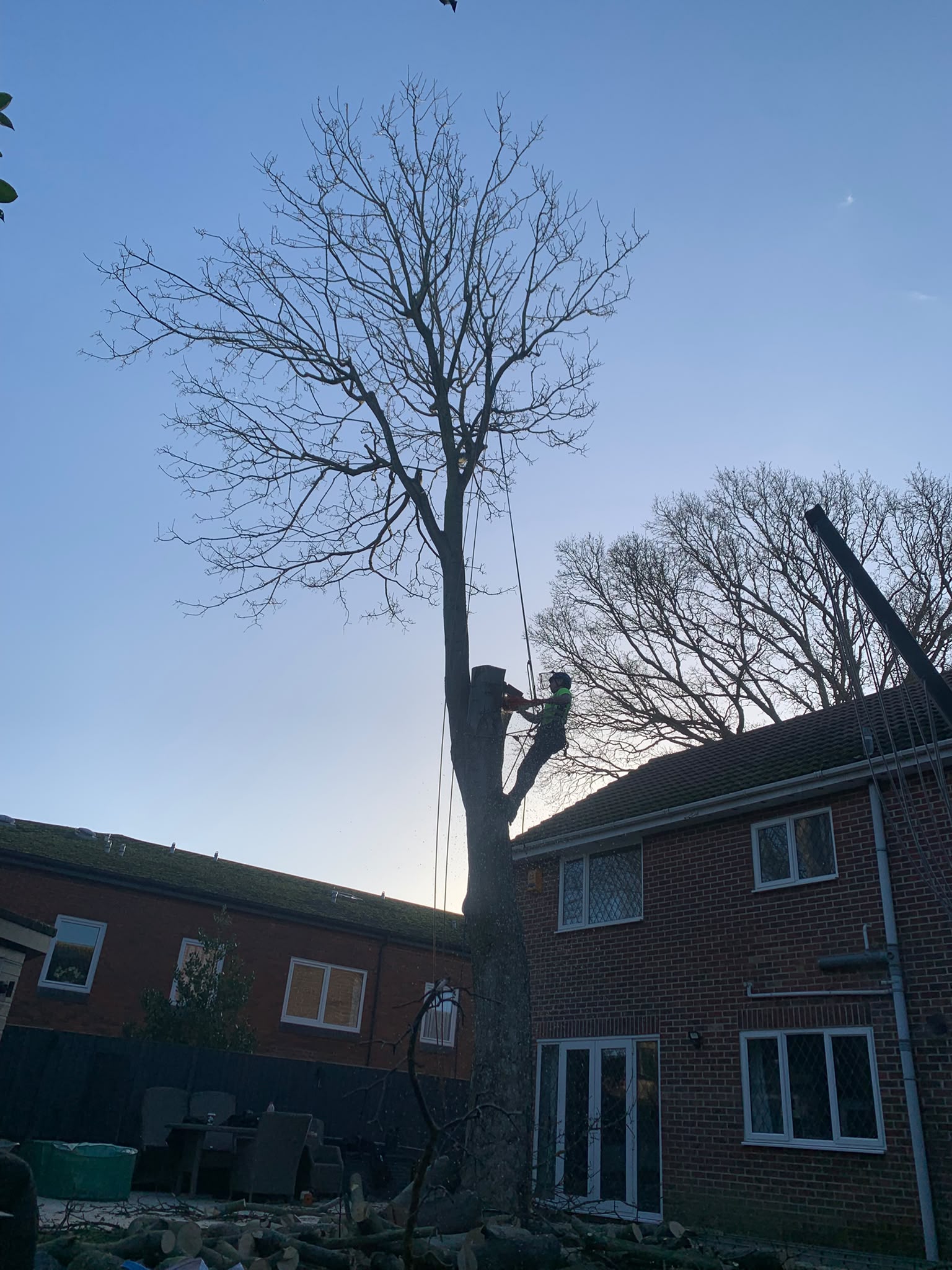 Tree surgery work photo 39