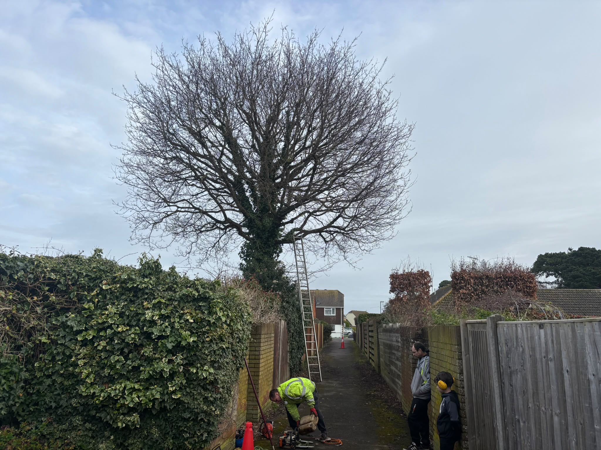 Tree surgery work photo 164