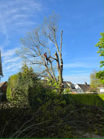 Tree surgery work photo 202