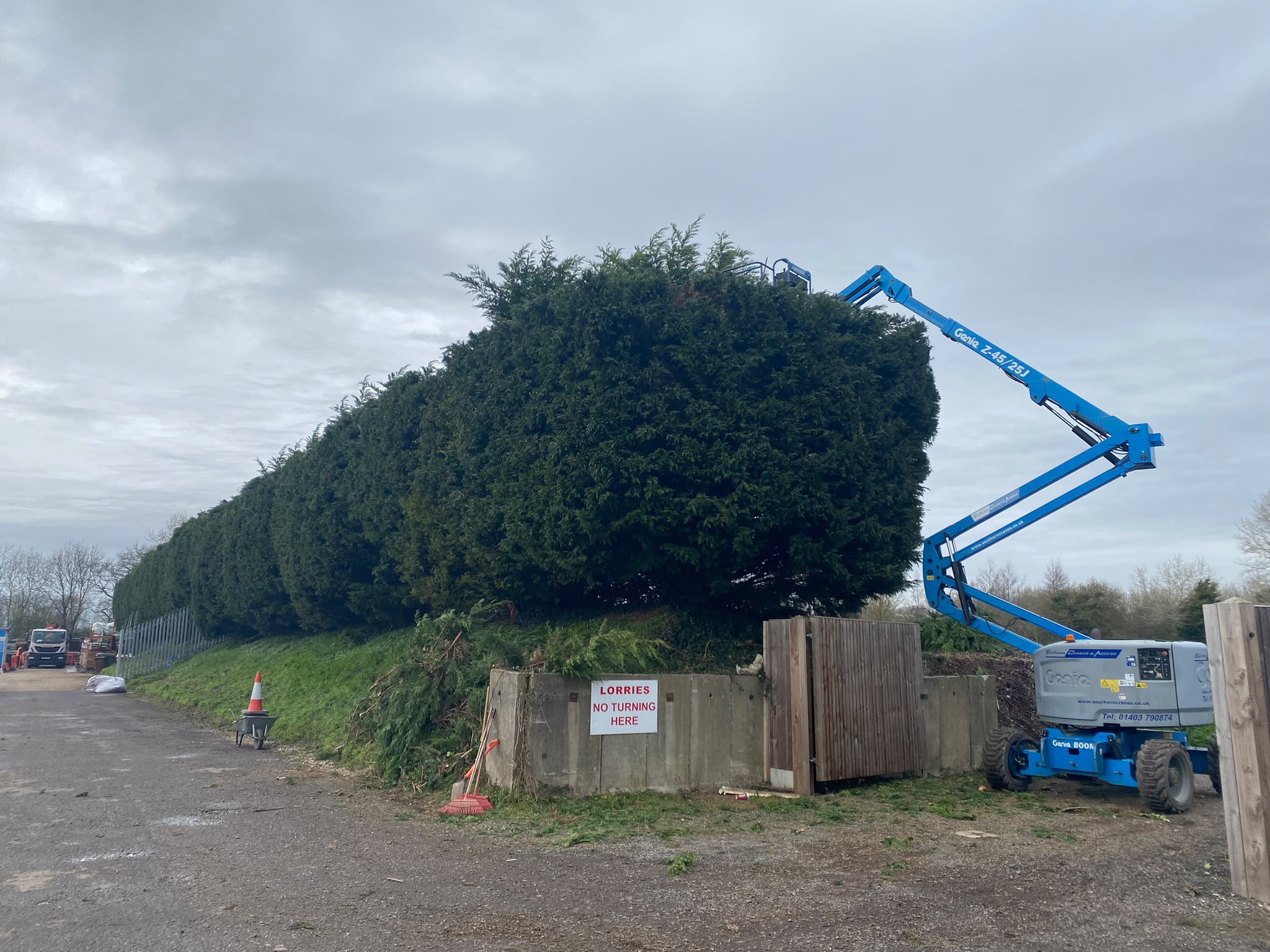Tree surgery work photo 78