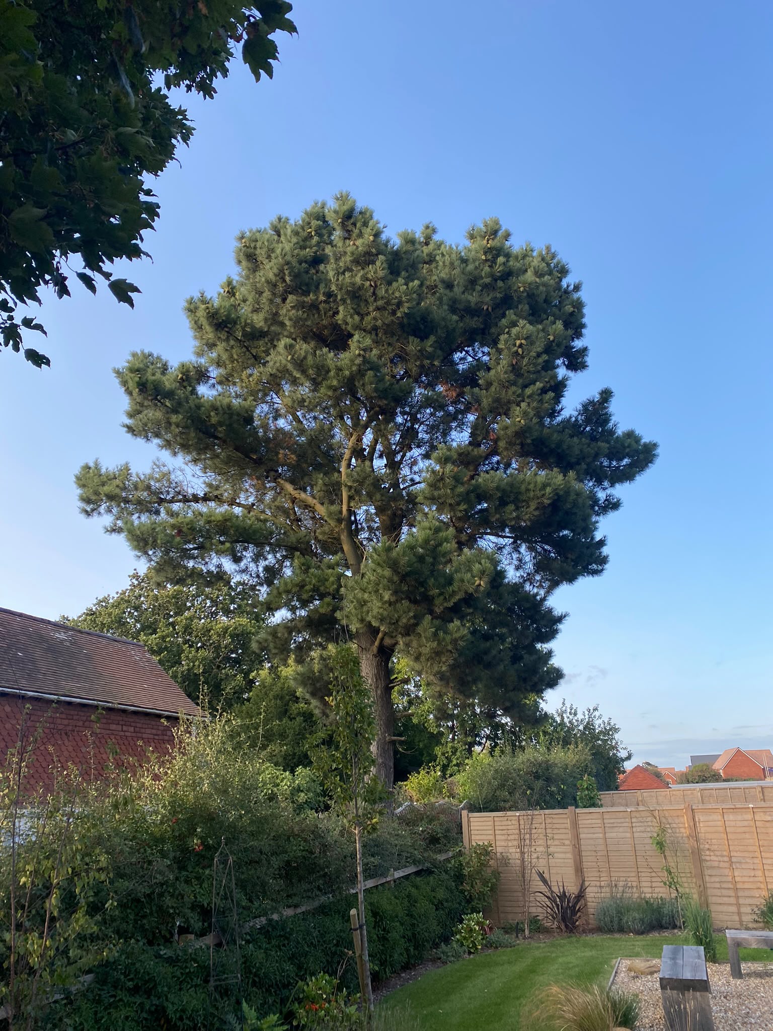 Tree surgery work photo 89