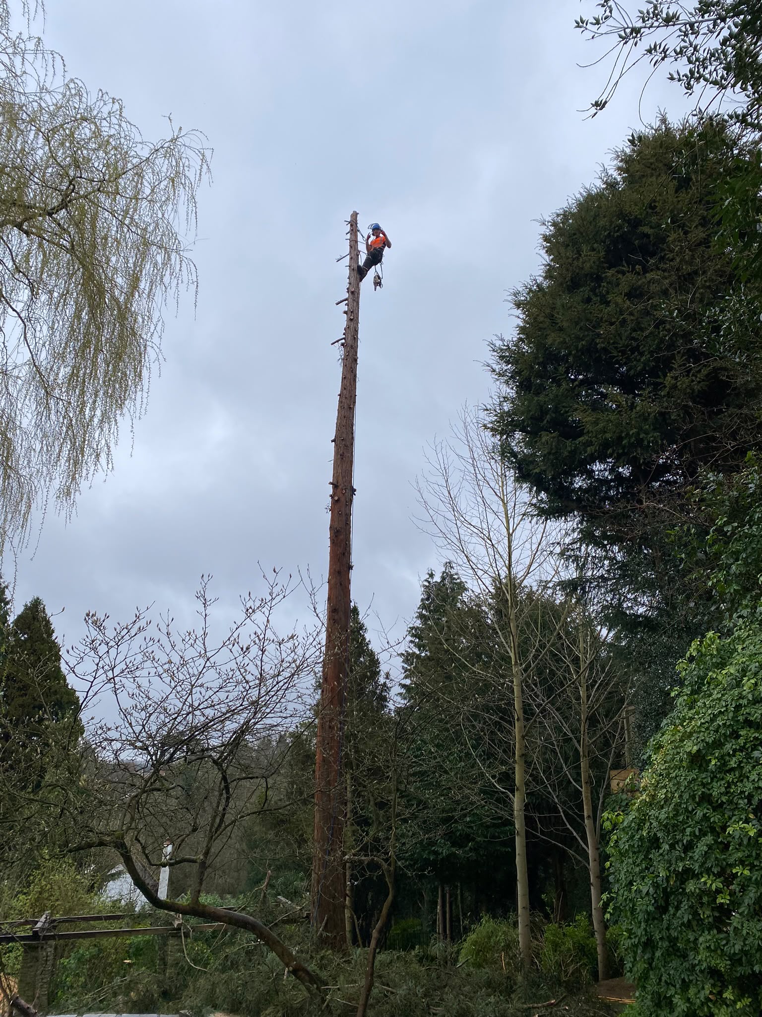 Tree surgery work photo 71