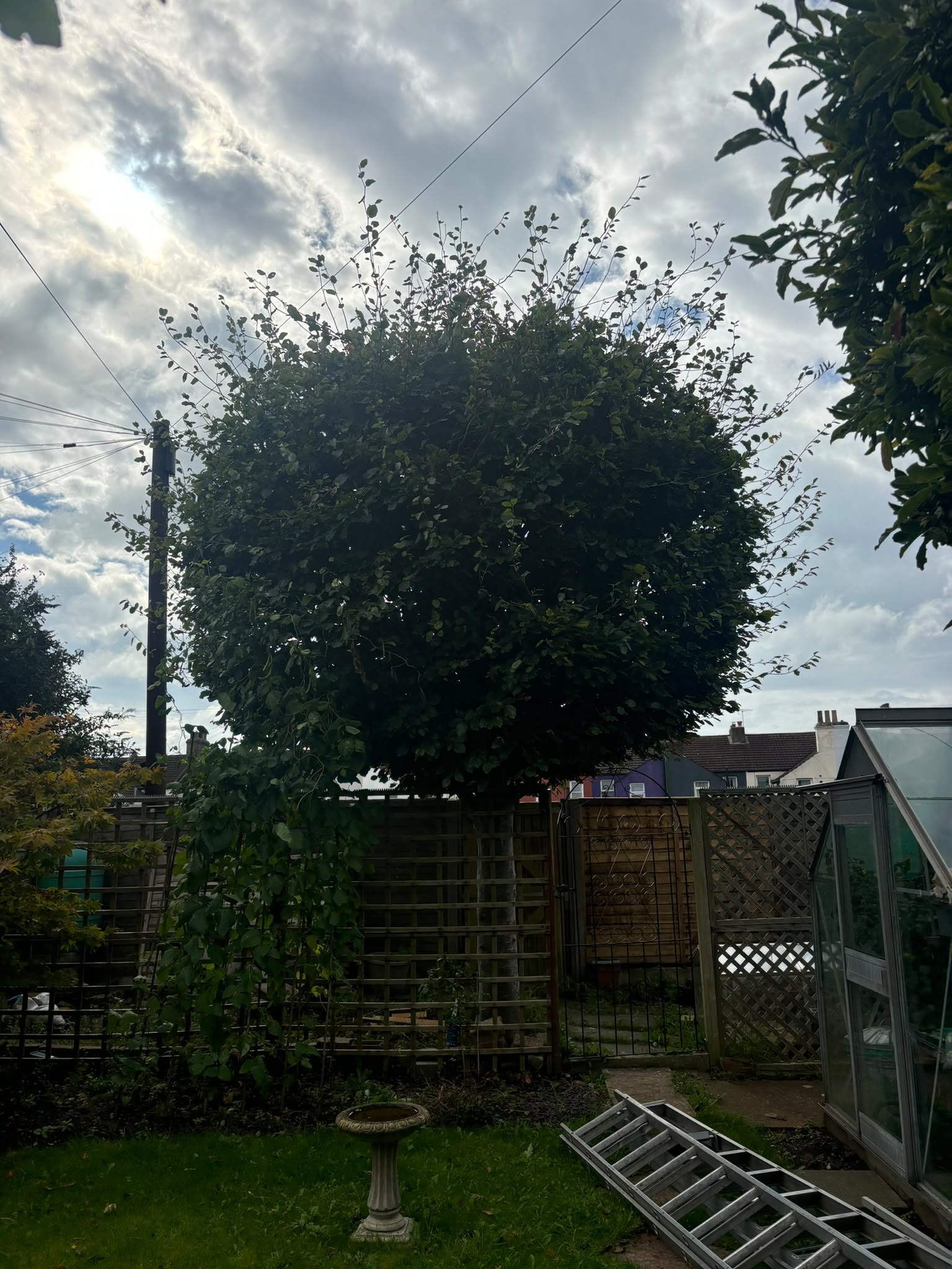 Tree surgery work photo 139