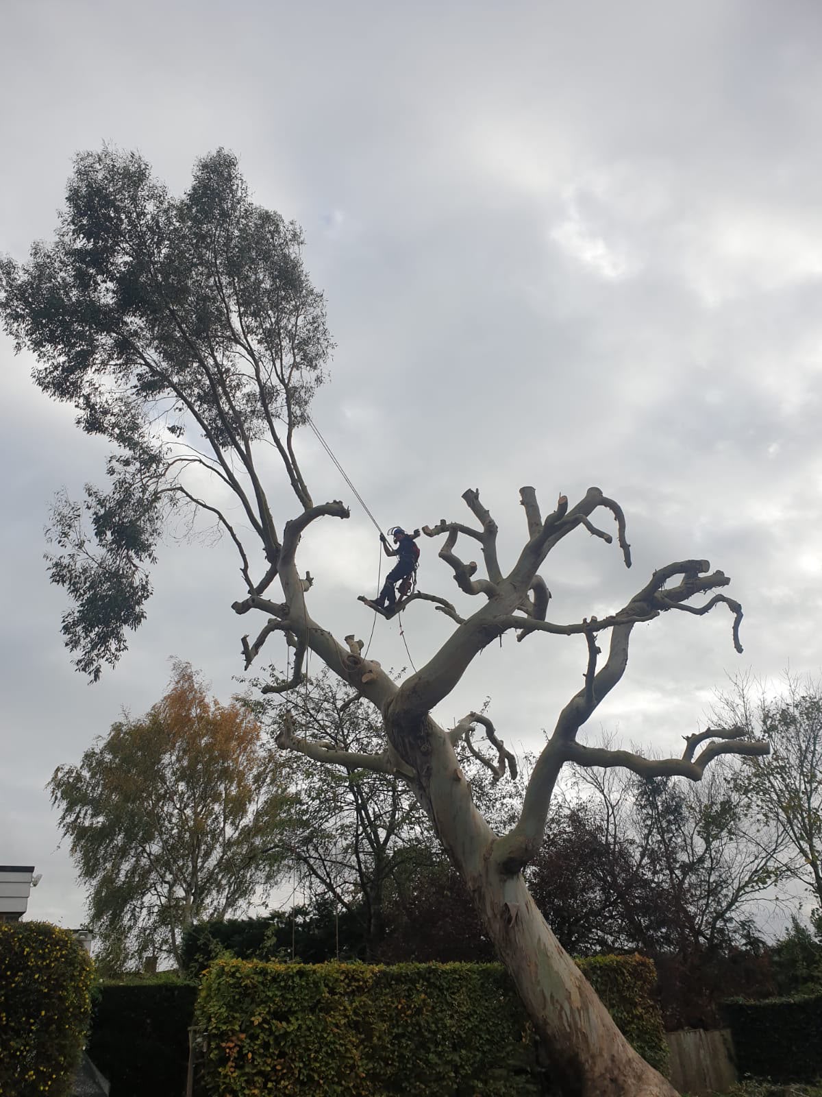 Tree surgery work photo 27