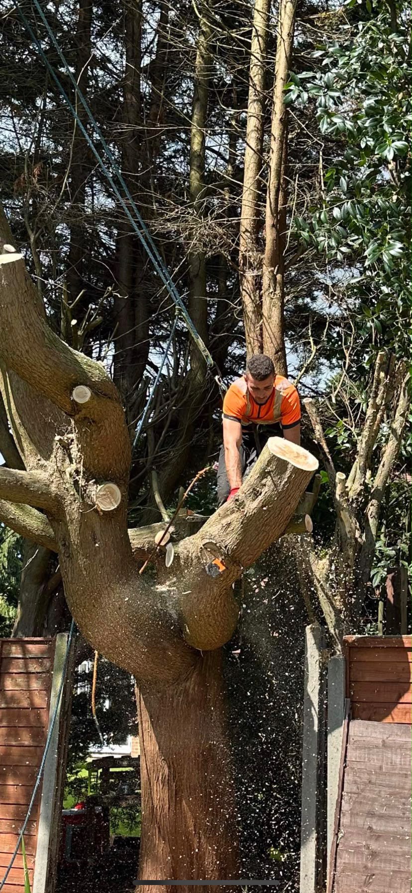Tree surgery work photo 88