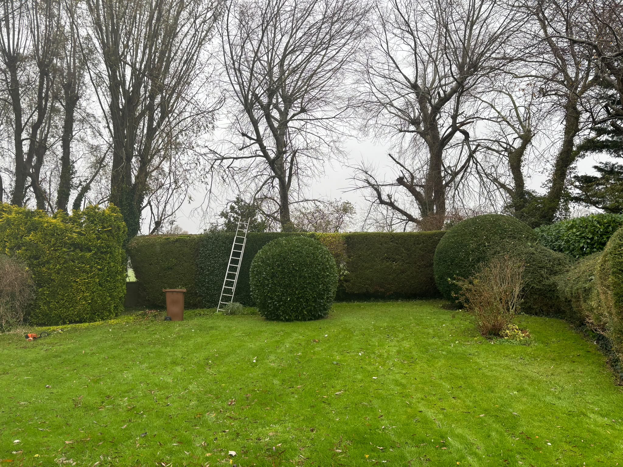 Tree surgery work photo 147