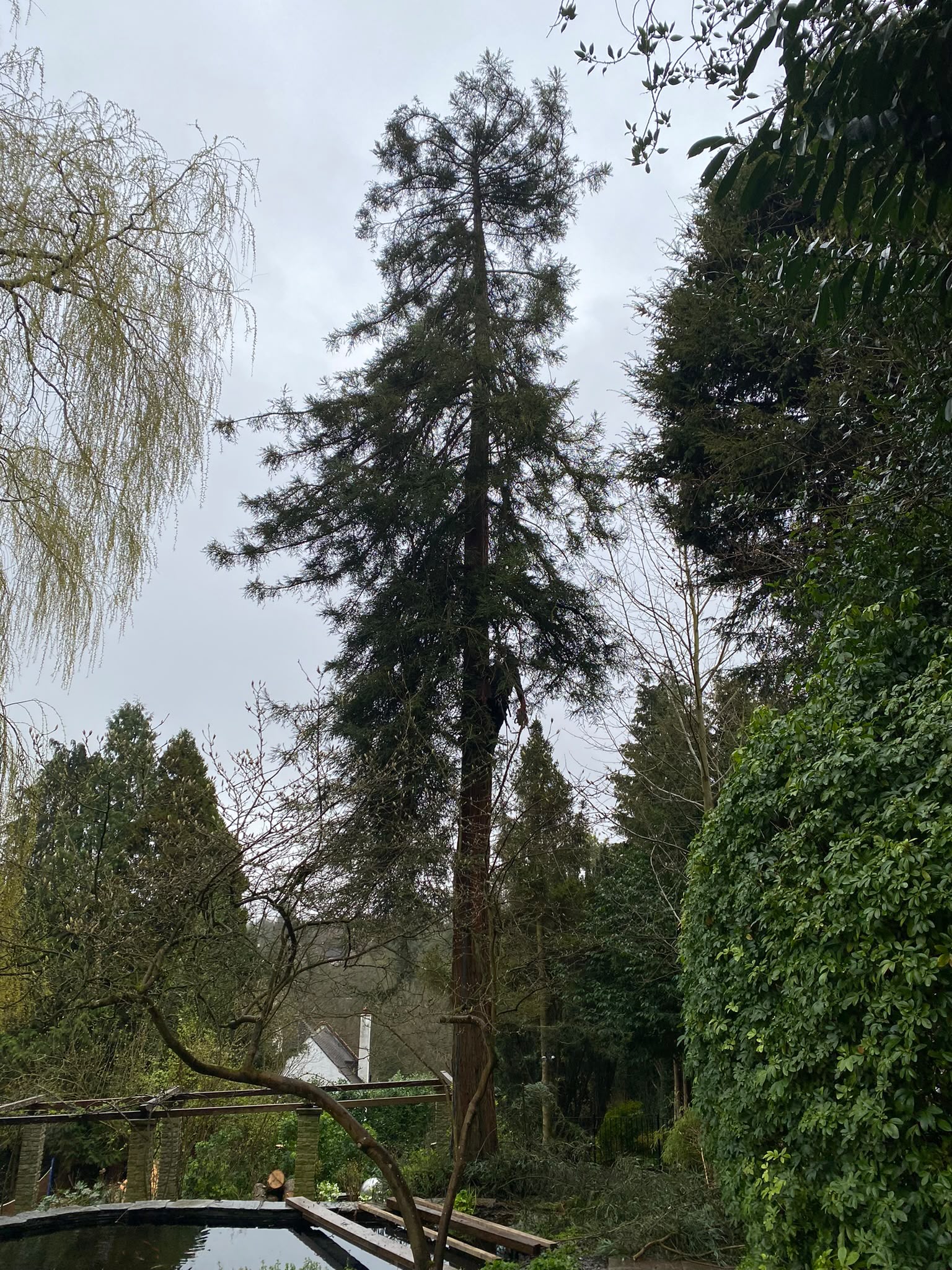 Tree surgery work photo 70