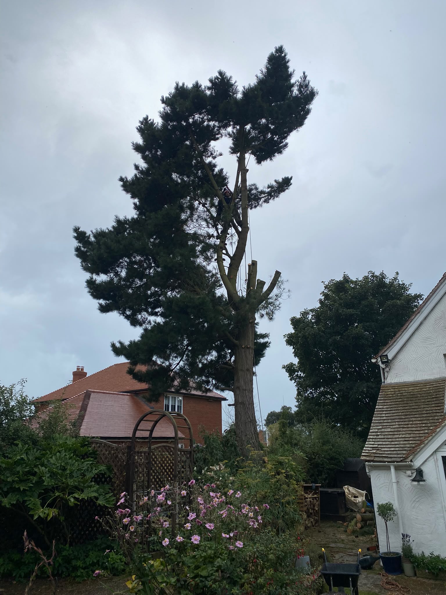 Tree surgery work photo 90