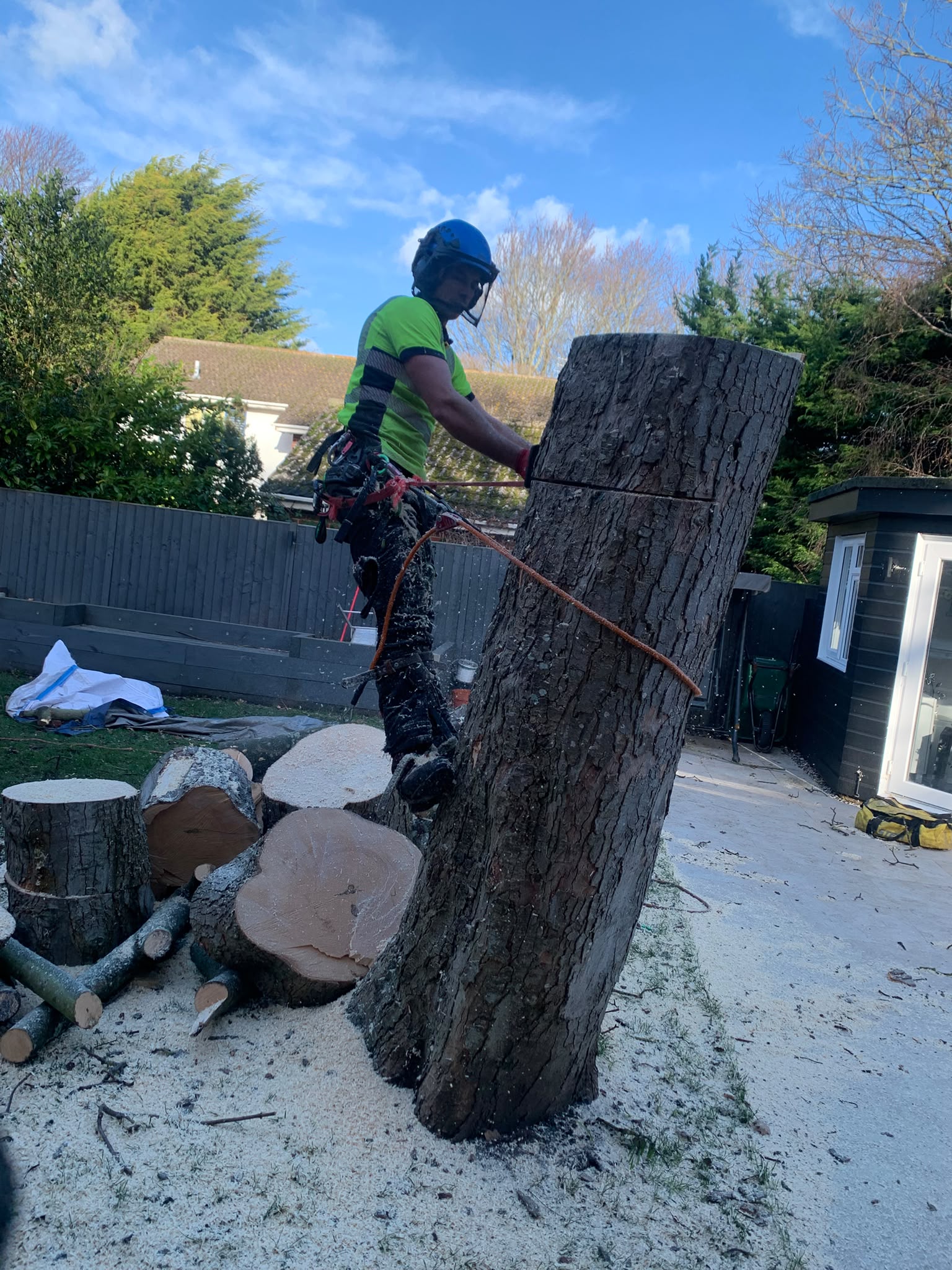 Mature oak tree looked after by qualified tree surgeon in West Sussex