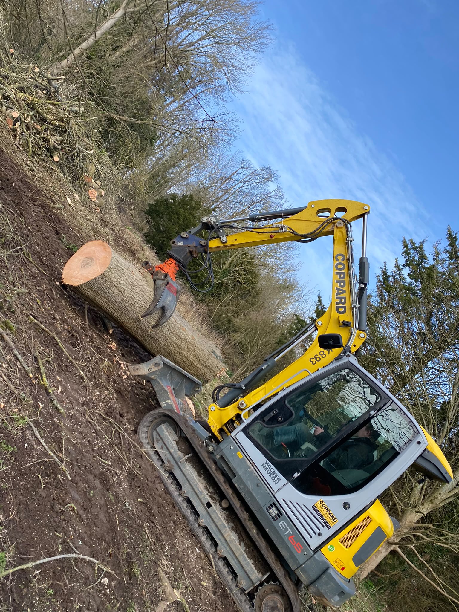 Tree surgery work photo 65