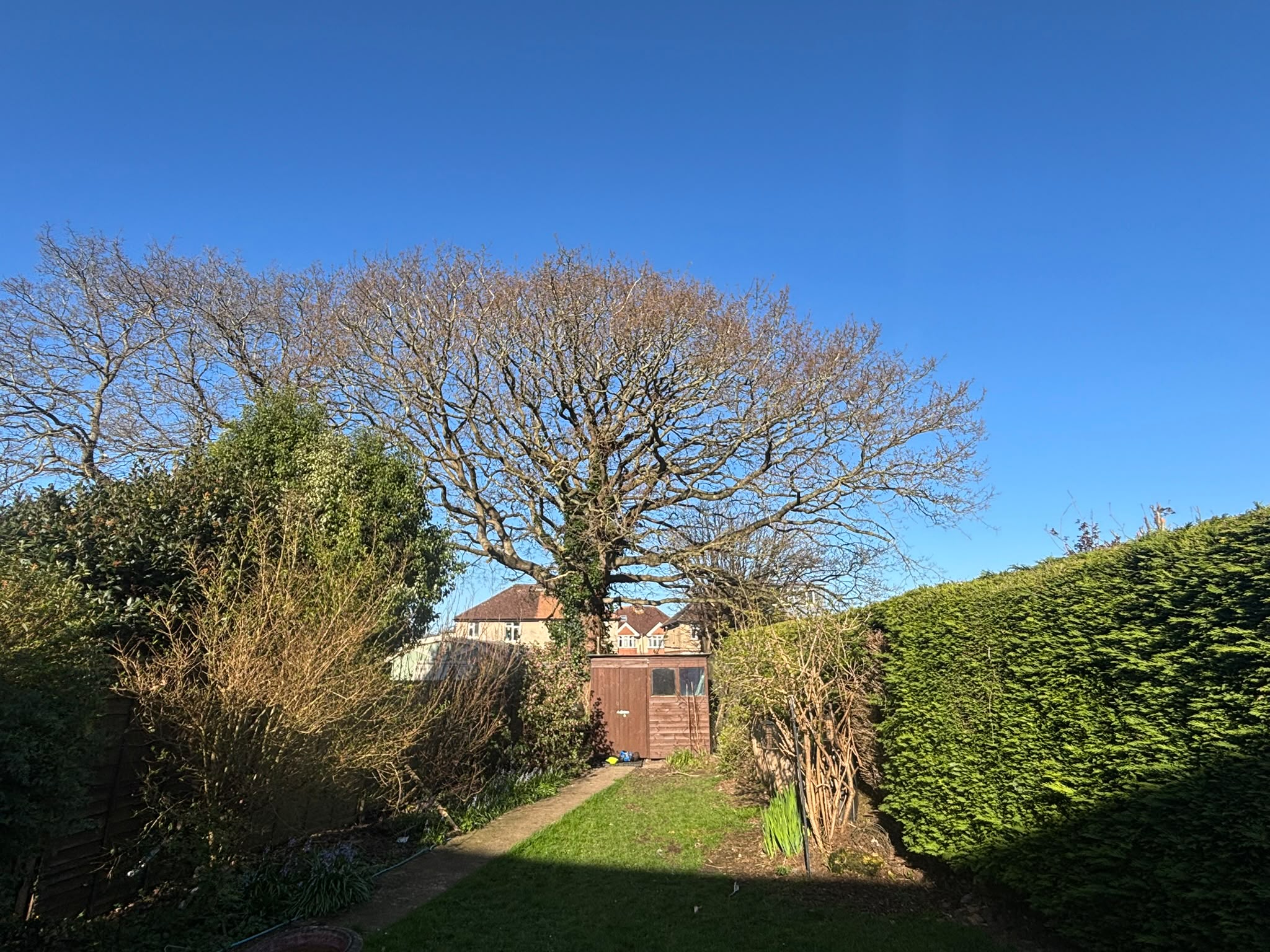 Tree surgery work photo 172