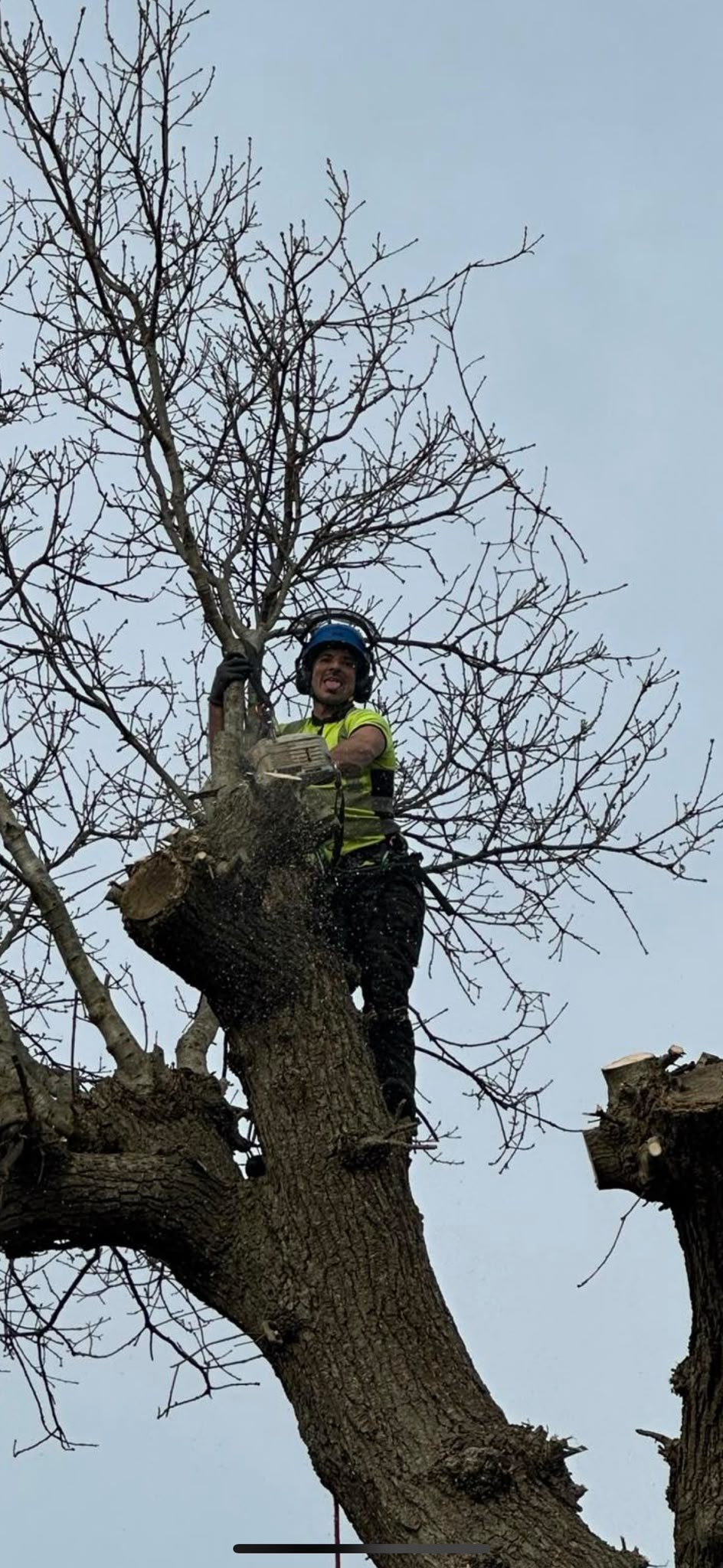 Tree surgery work photo 121