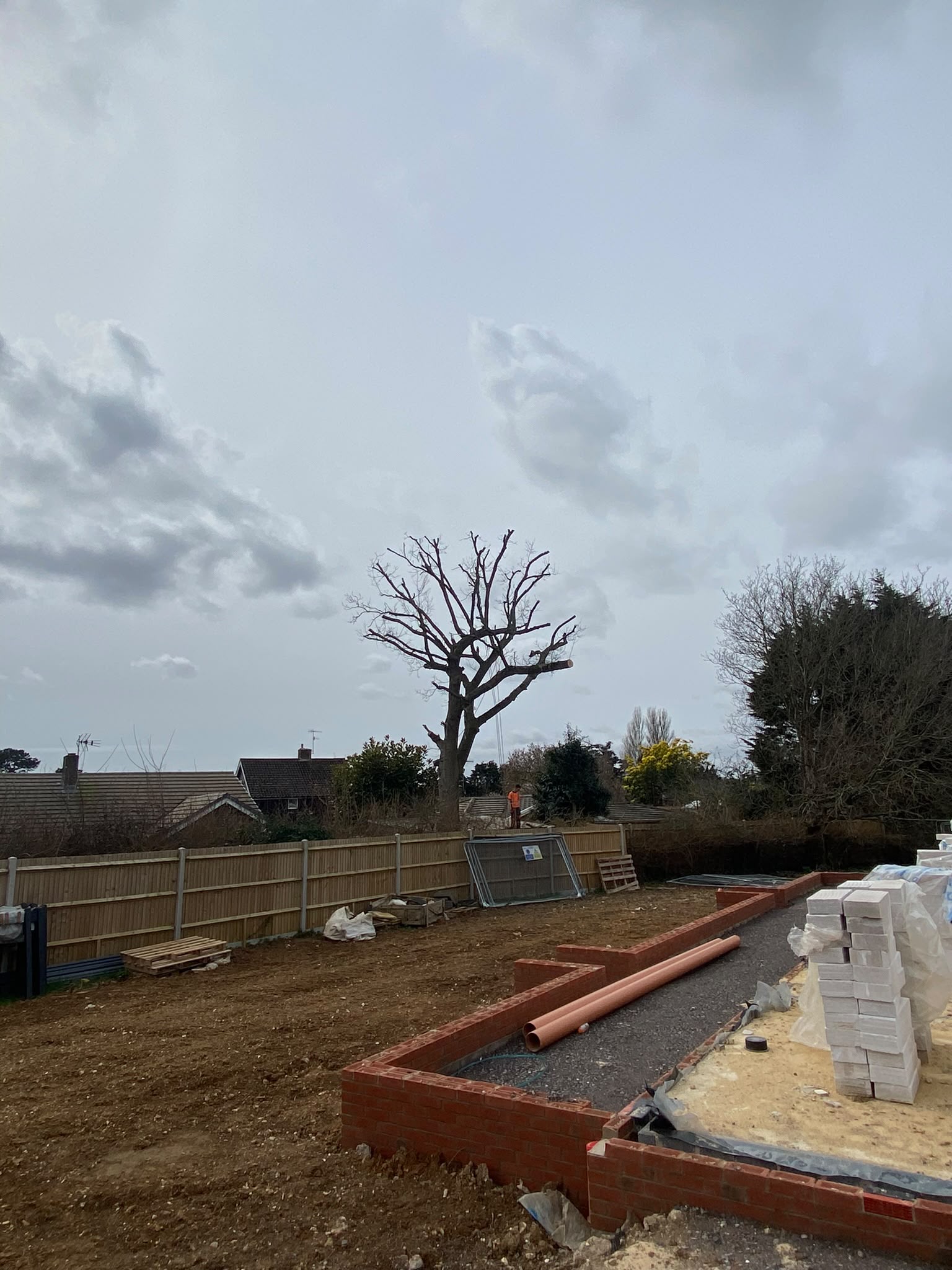 Tree surgery work photo 68