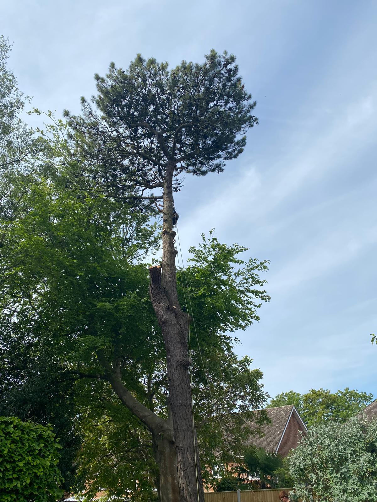 Tree surgery work photo 1