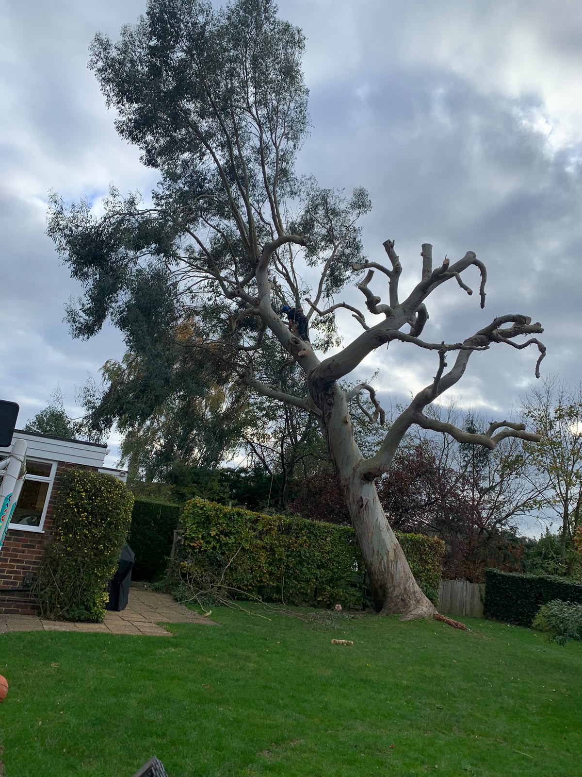 Tree surgery work photo 24