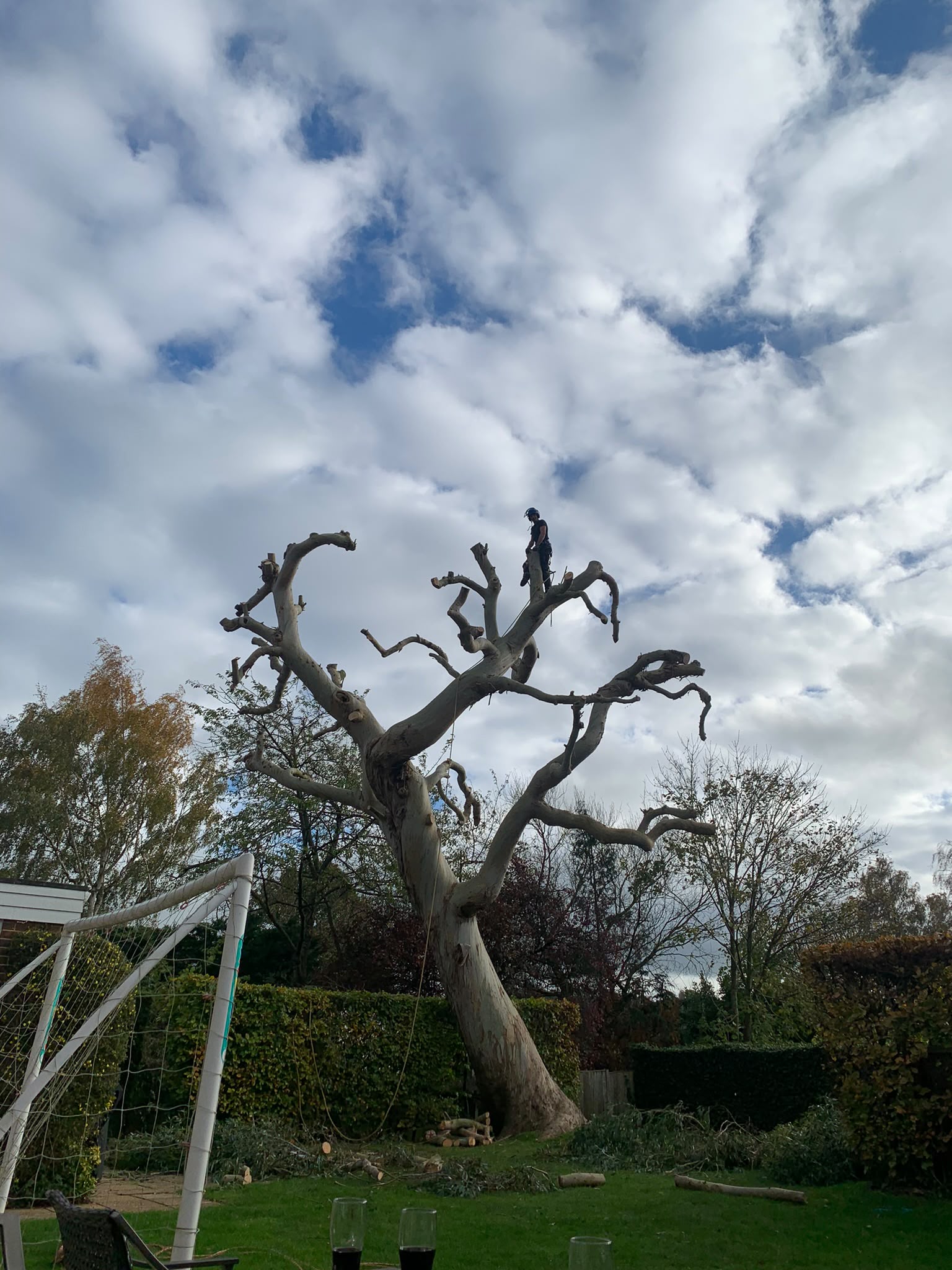 Tree surgery work photo 30