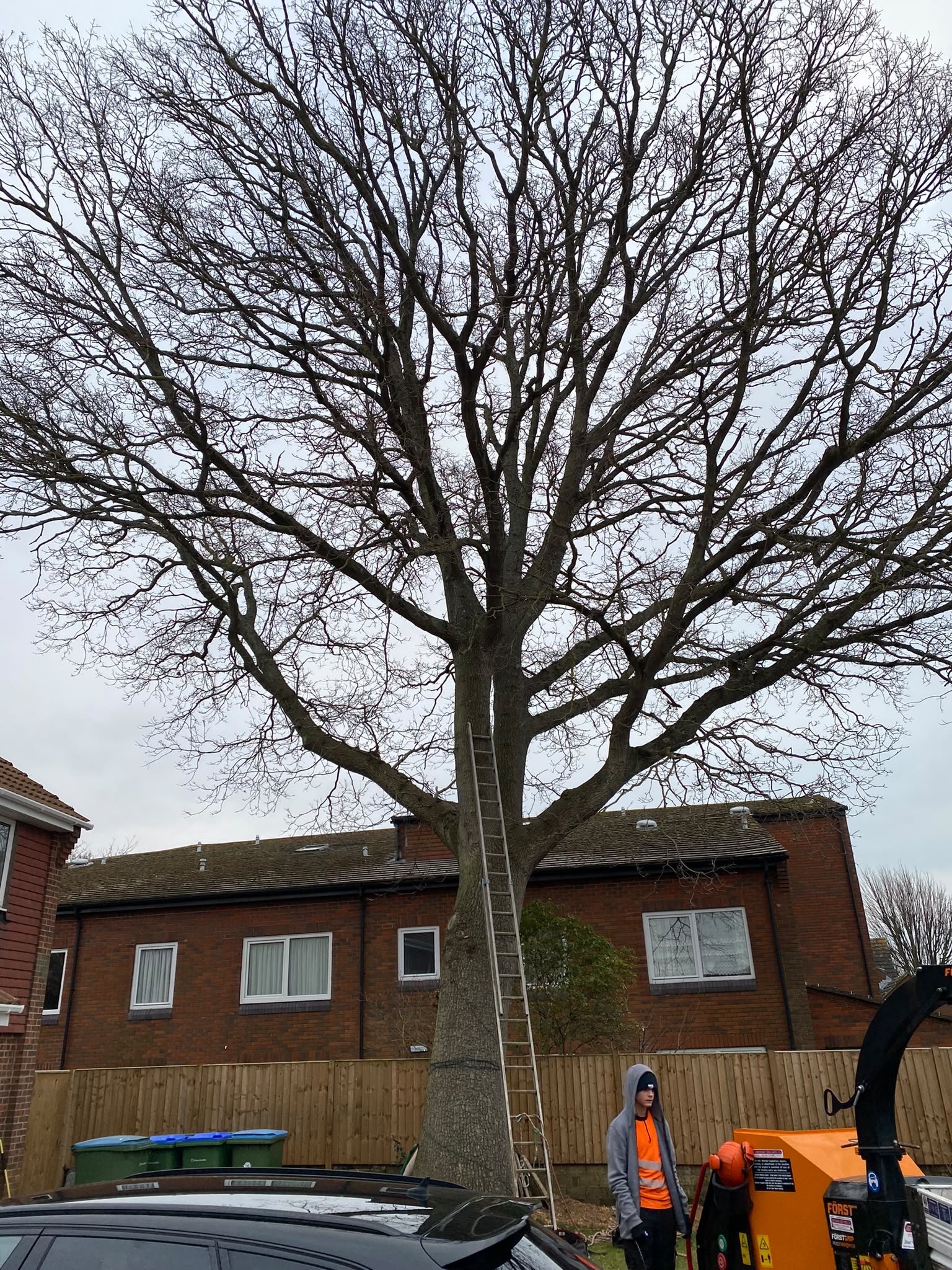 Tree surgery work photo 57