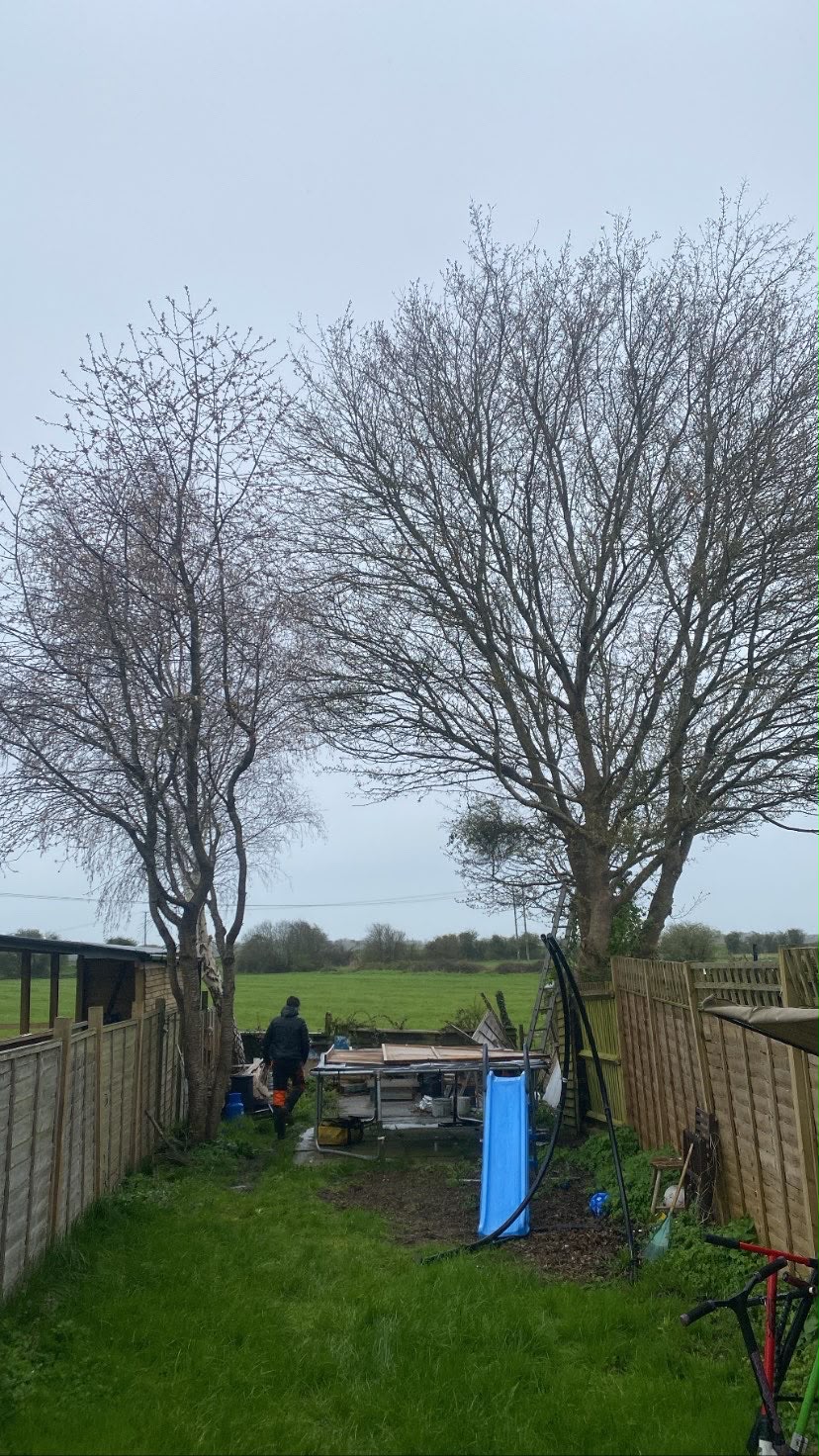 Tree surgery work photo 83