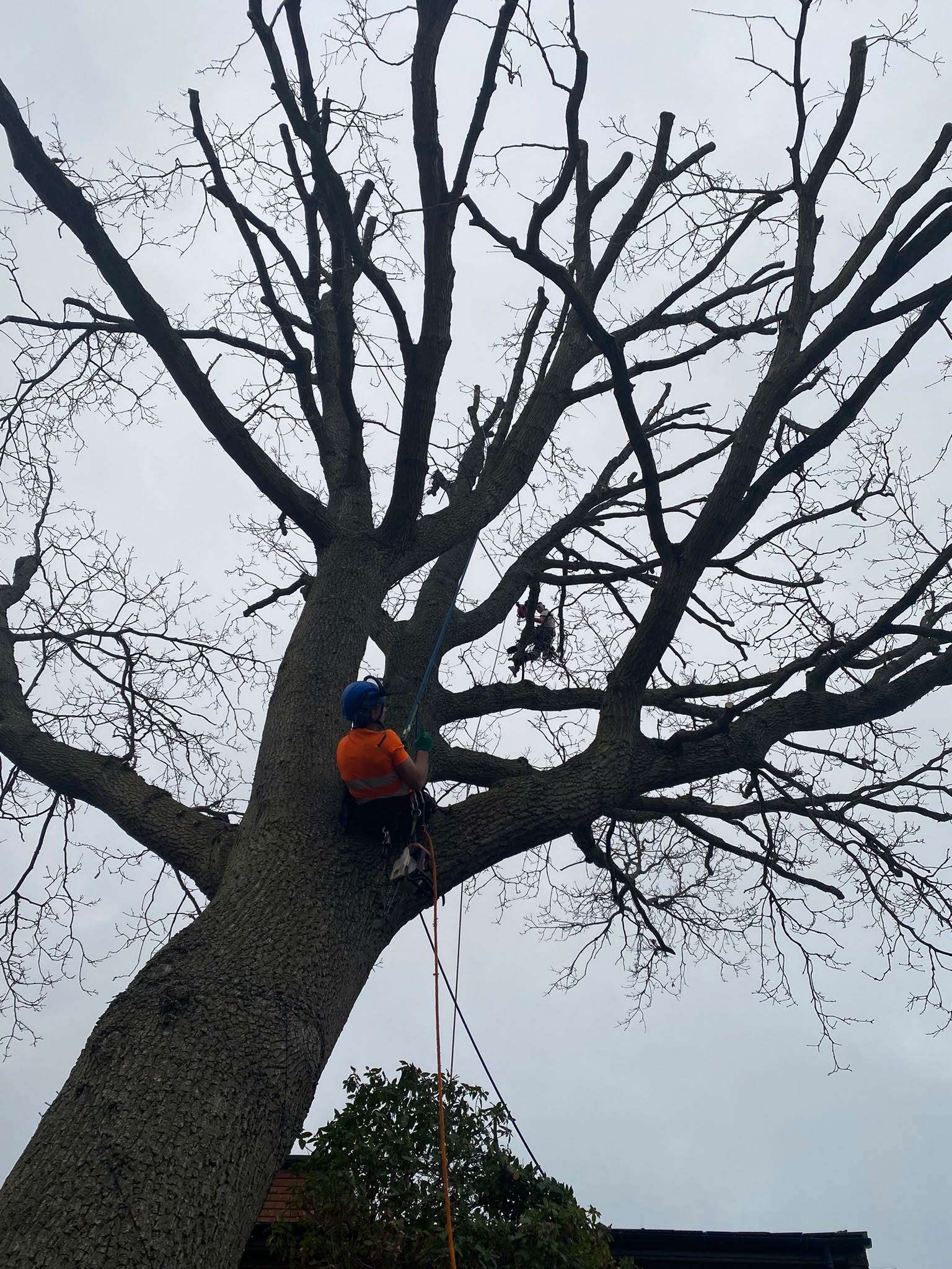 Tree surgery work photo 63