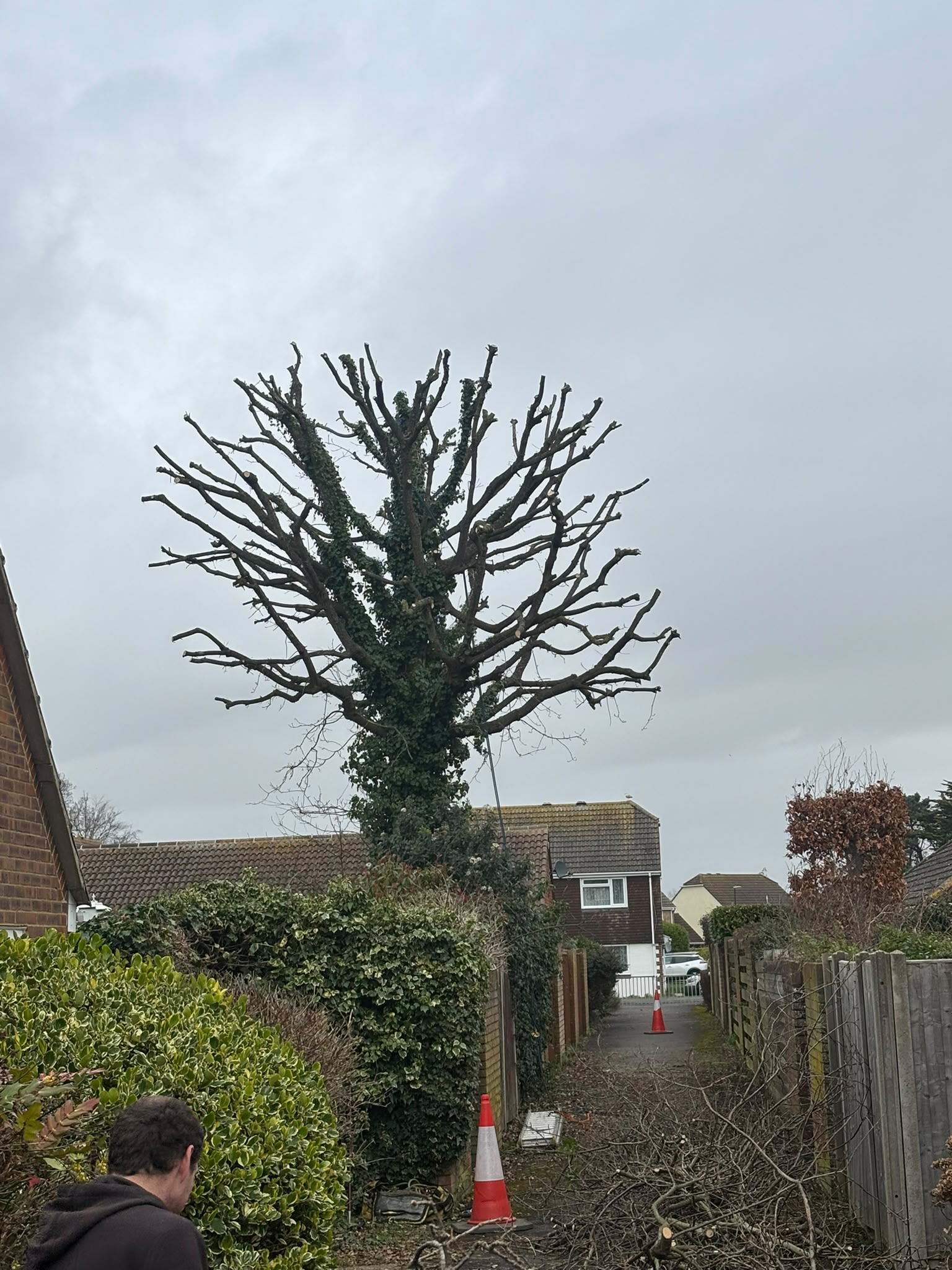 Tree surgery work photo 165