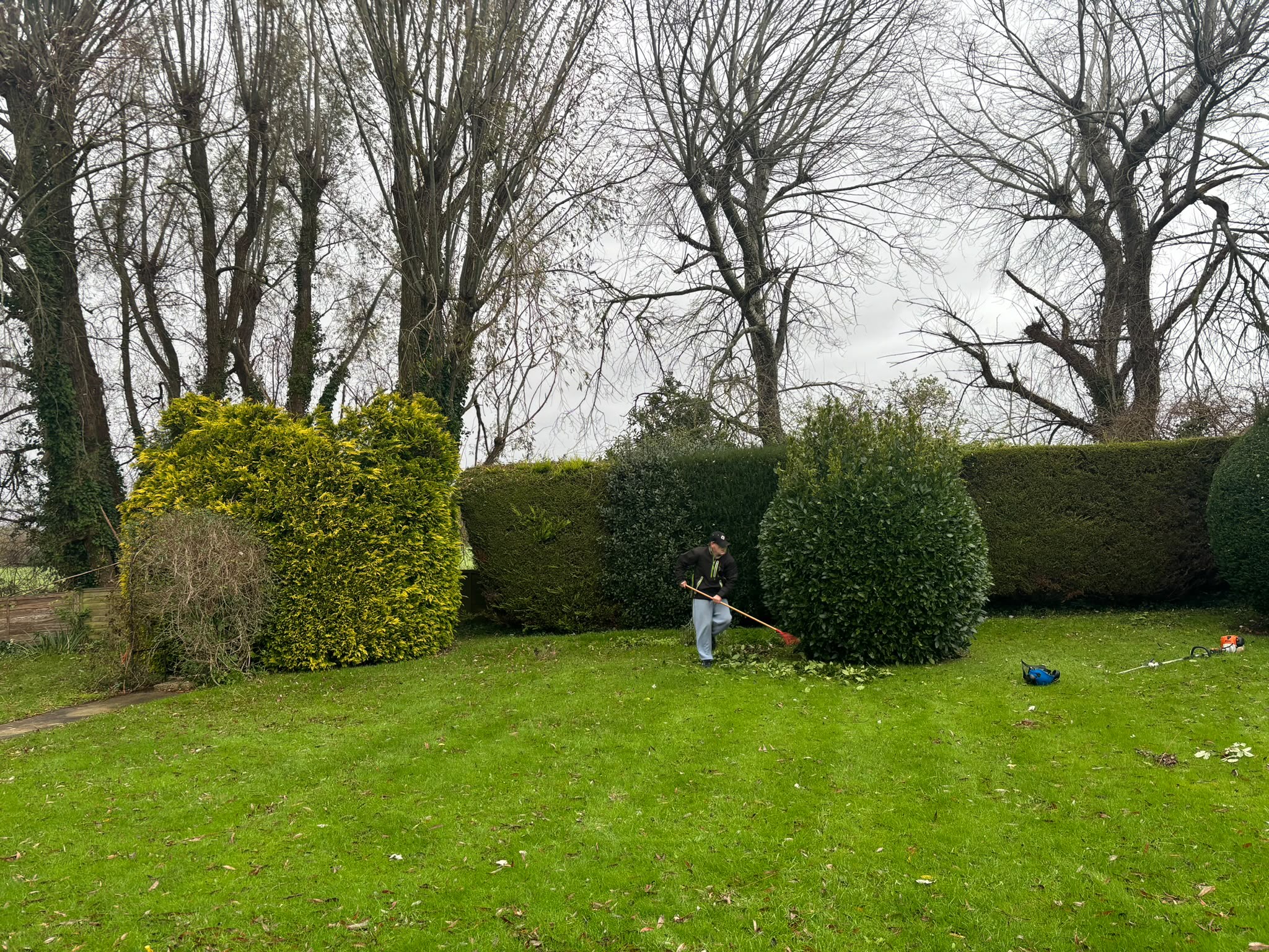 Tree surgery work photo 146