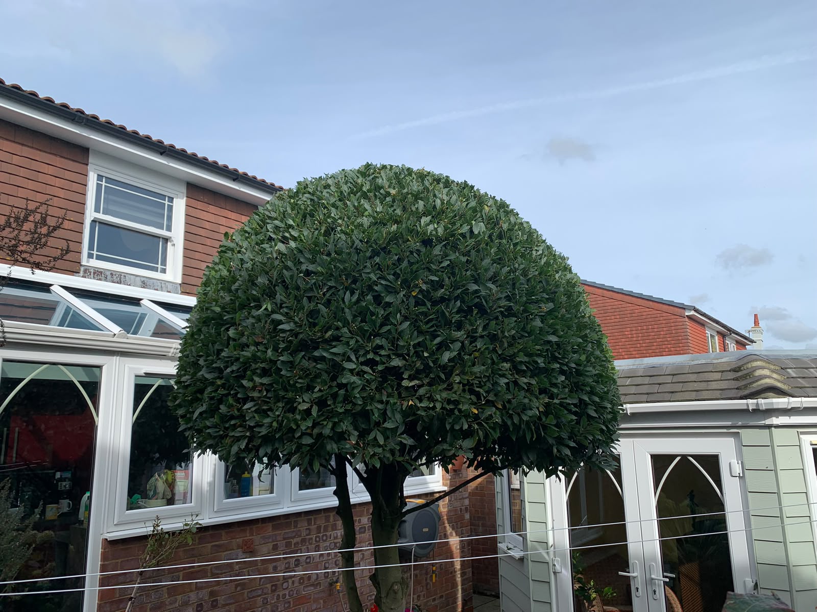Tree surgery work photo 17