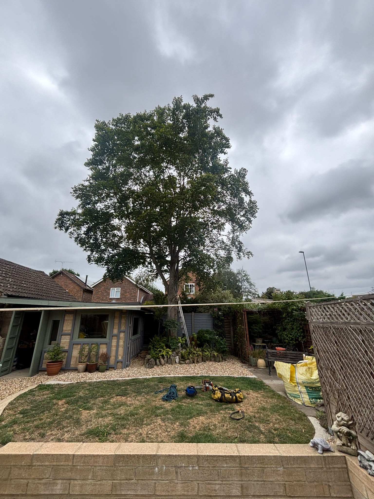Tree surgery work photo 204
