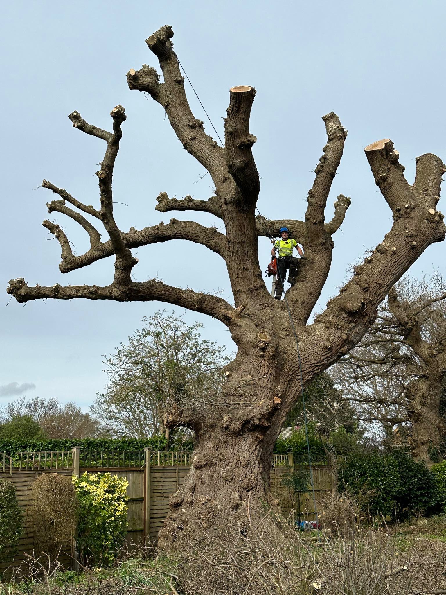 Tree surgery work photo 115