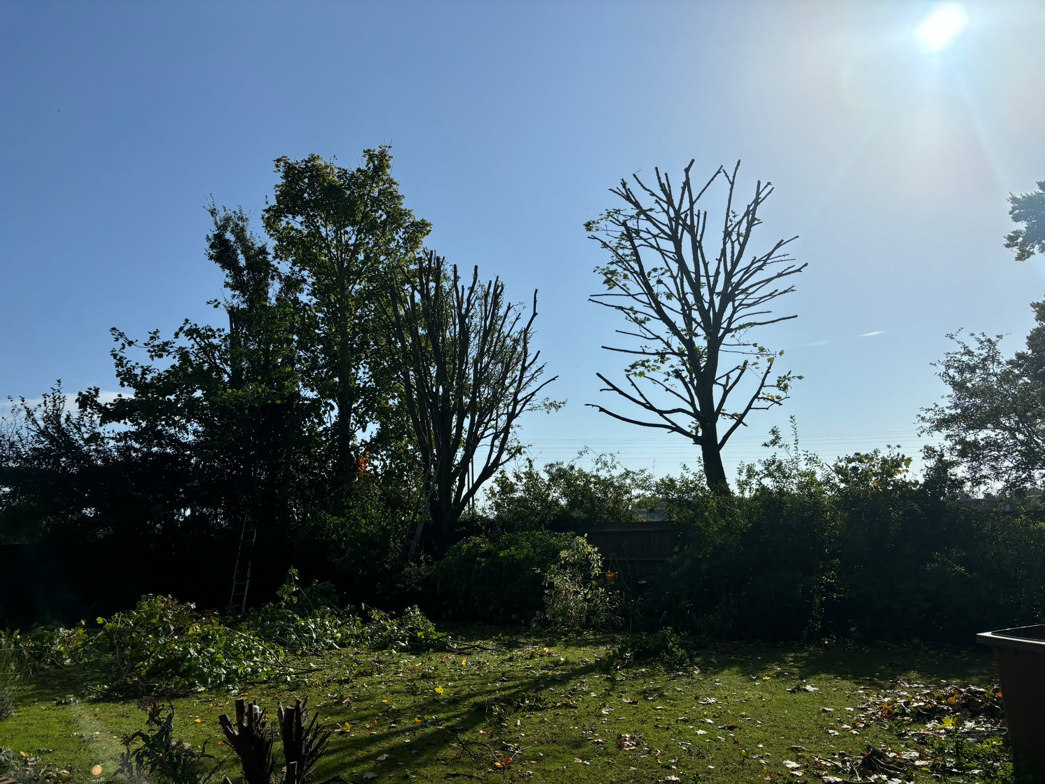 Tree surgery work photo 149