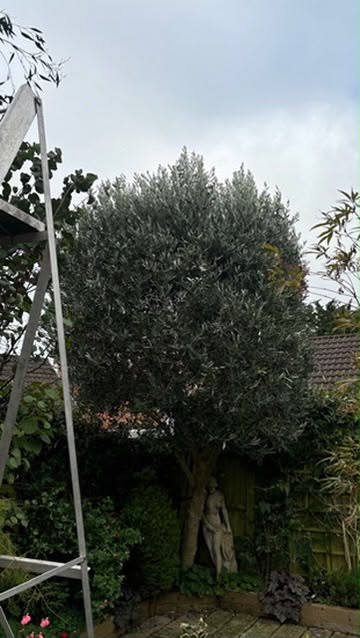 Tree surgery work photo 130