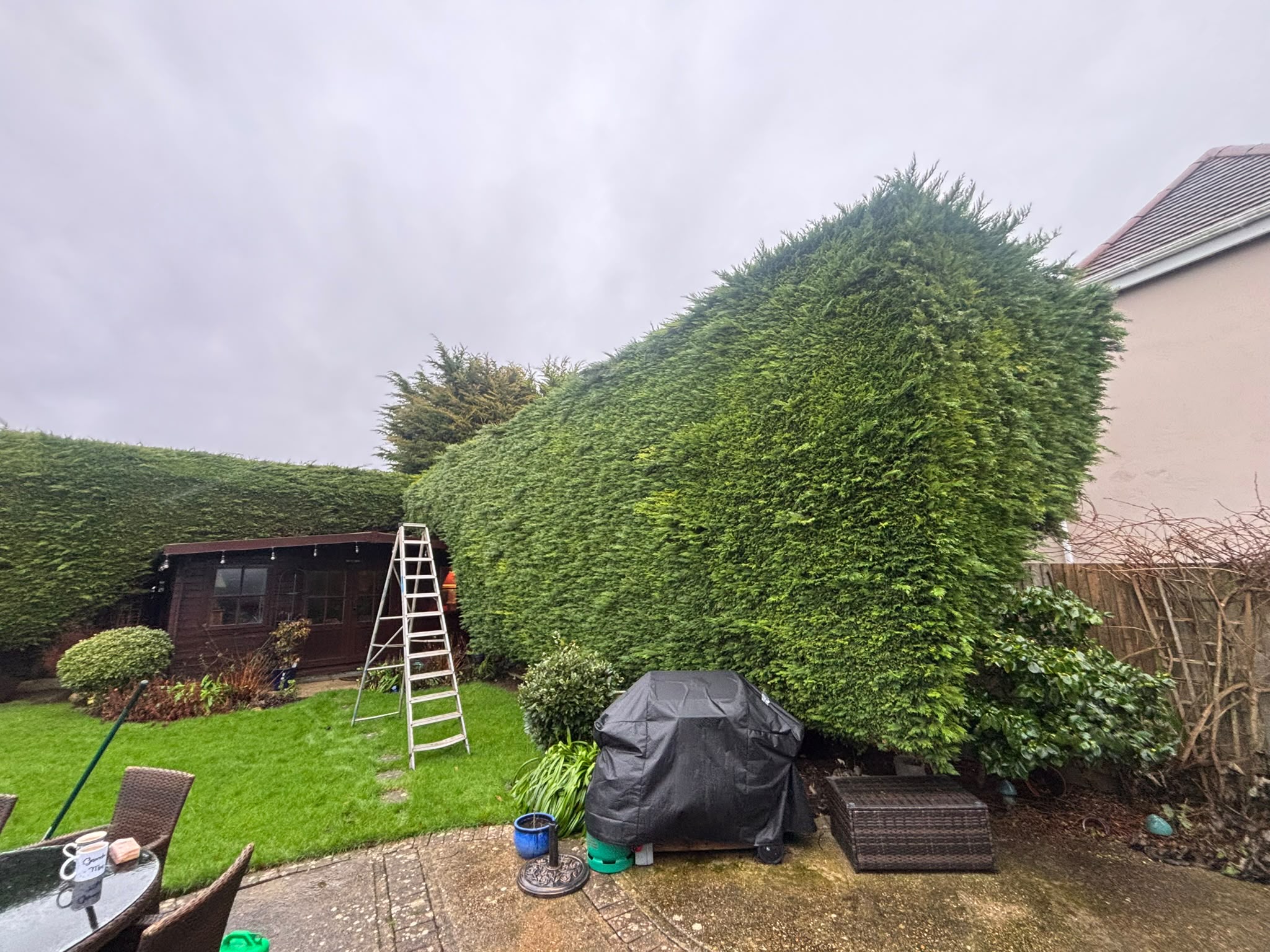 Tree surgery work photo 161