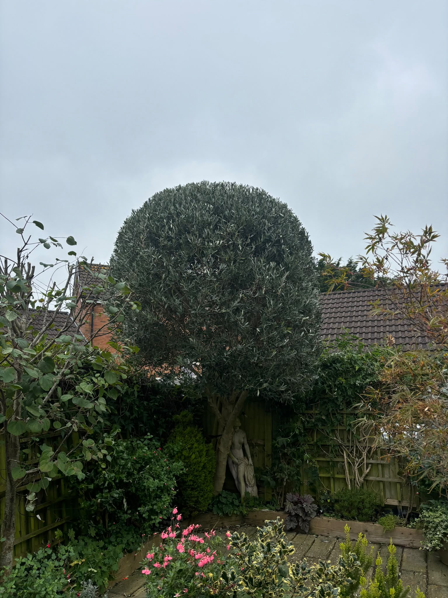 Tree surgery work photo 142