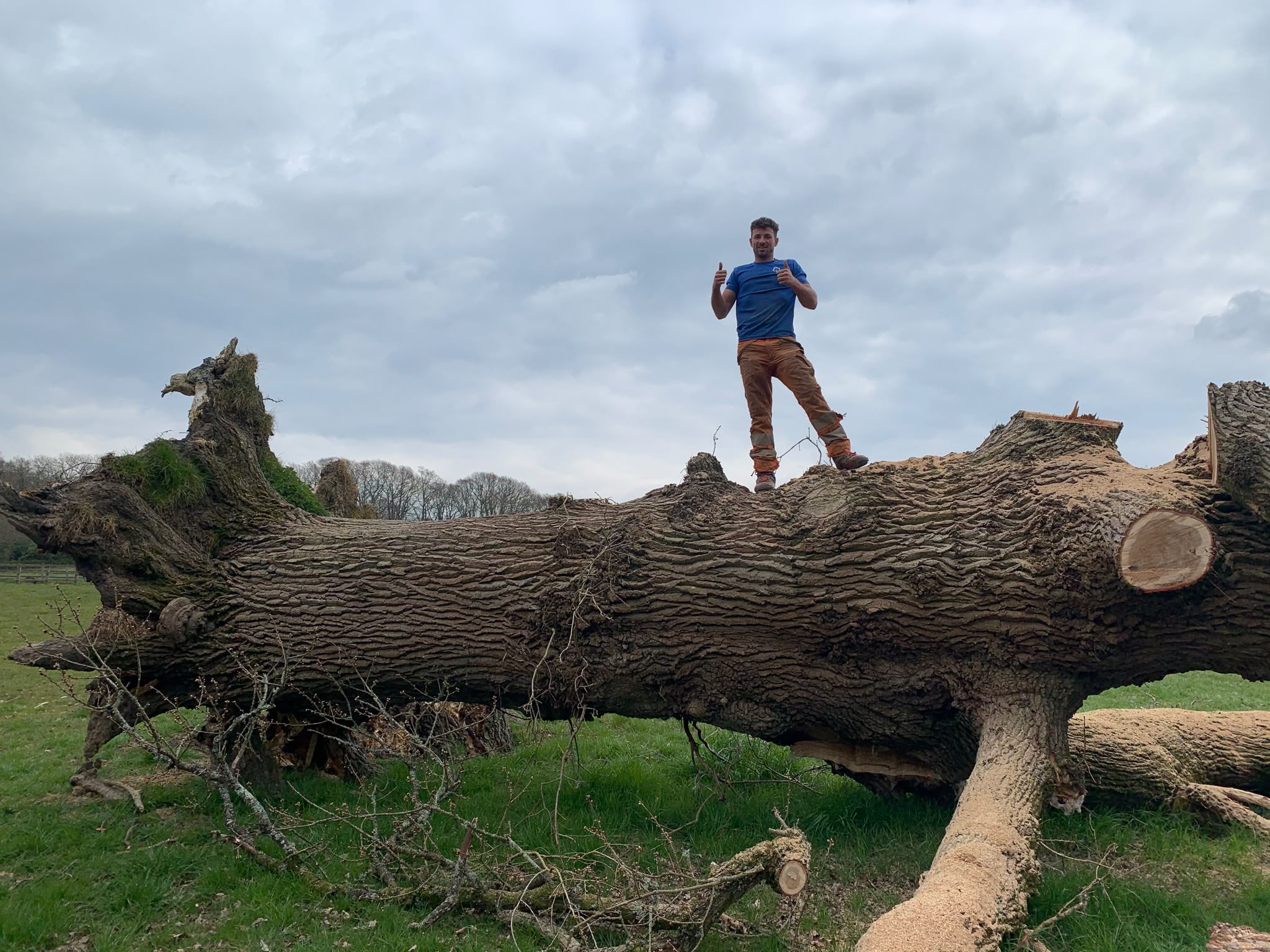 Tree surgery work photo 14