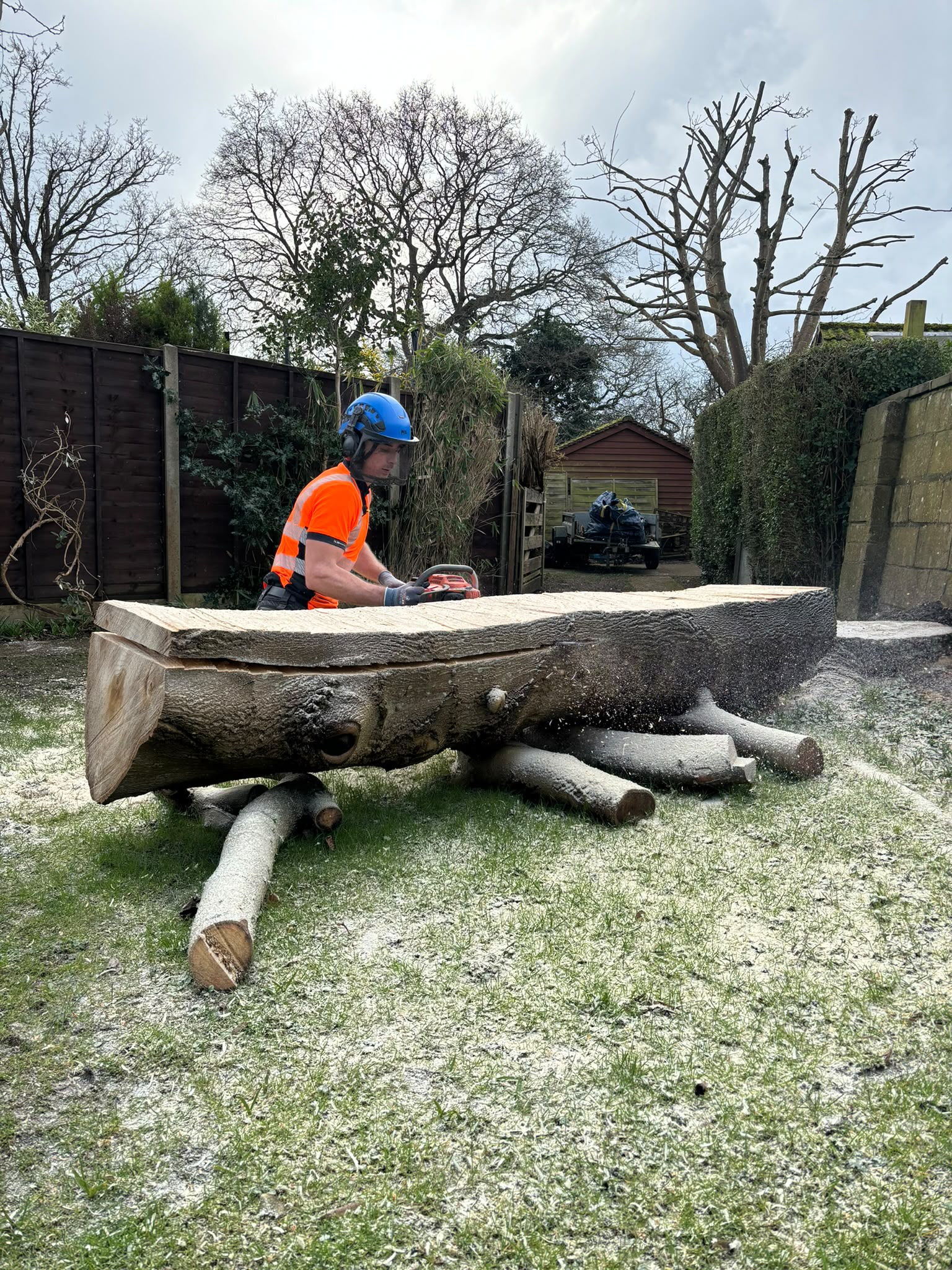 Tree surgery work photo 133