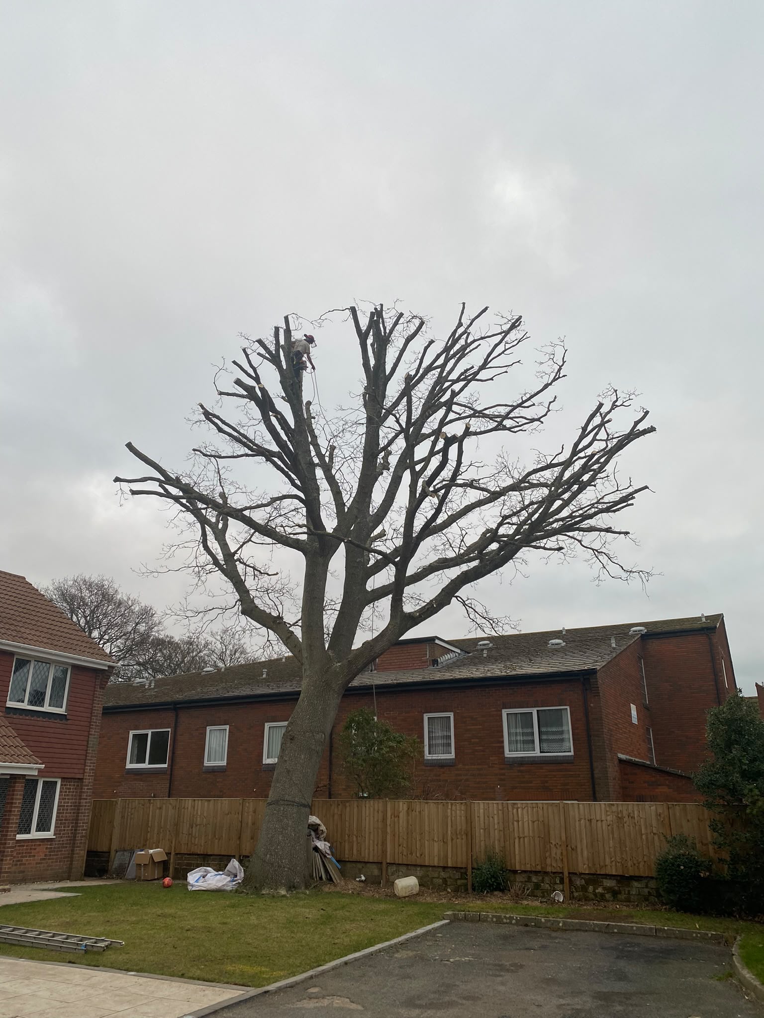 Tree surgery work photo 58