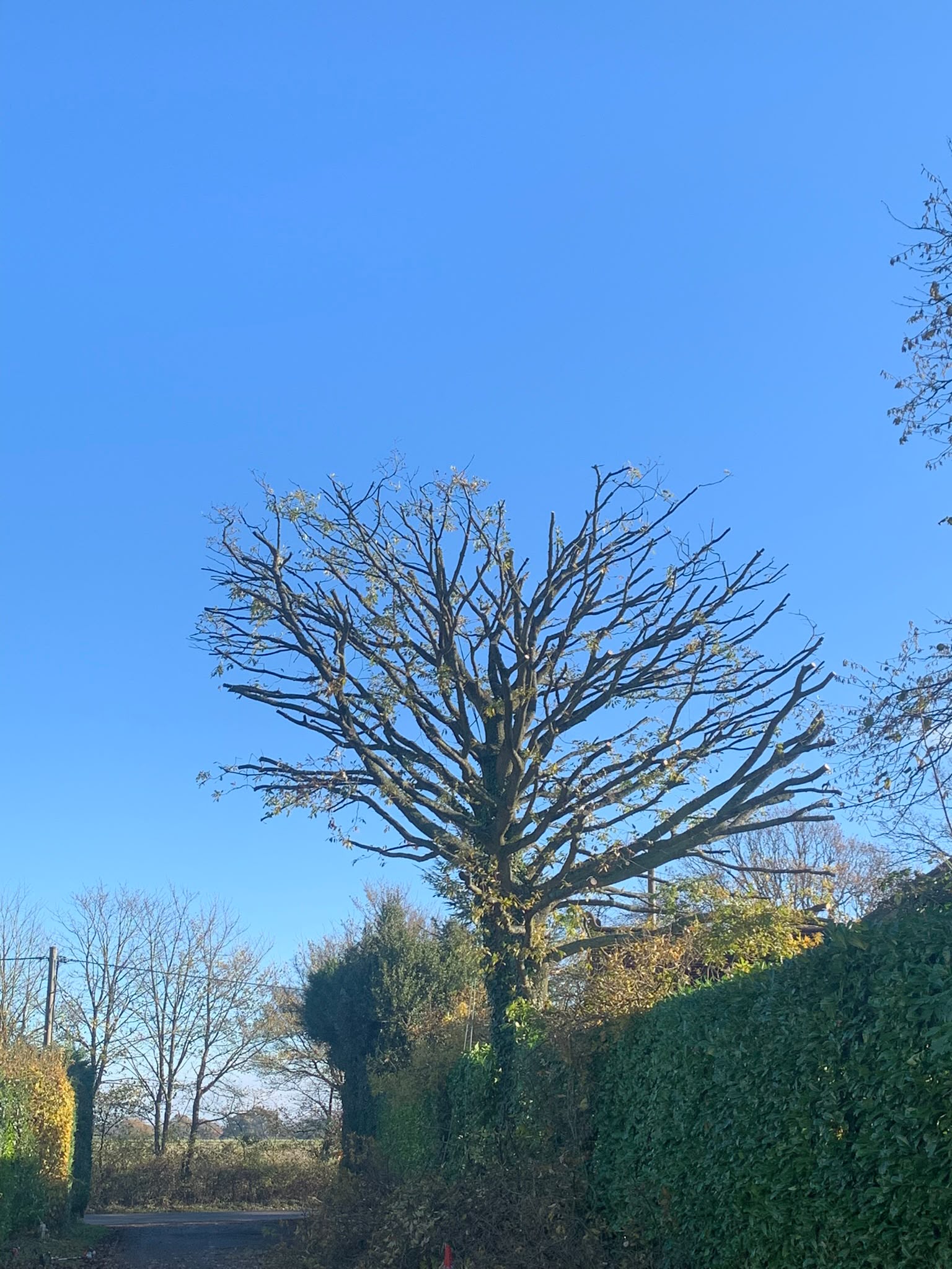 Tree surgery work photo 31