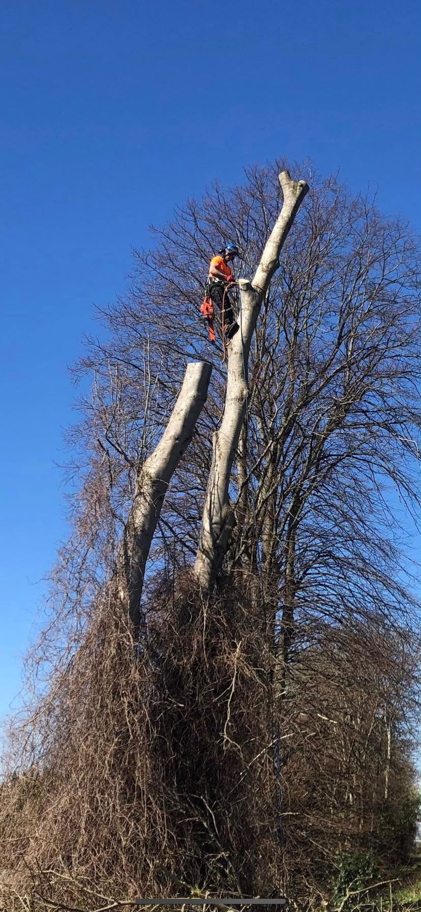 Tree surgery work photo 80