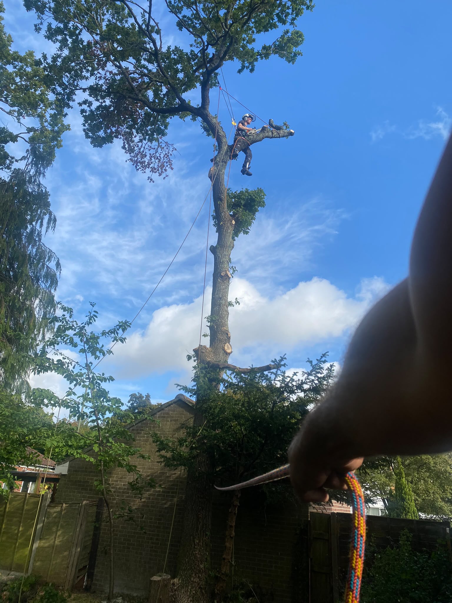 Tree surgery work photo 101