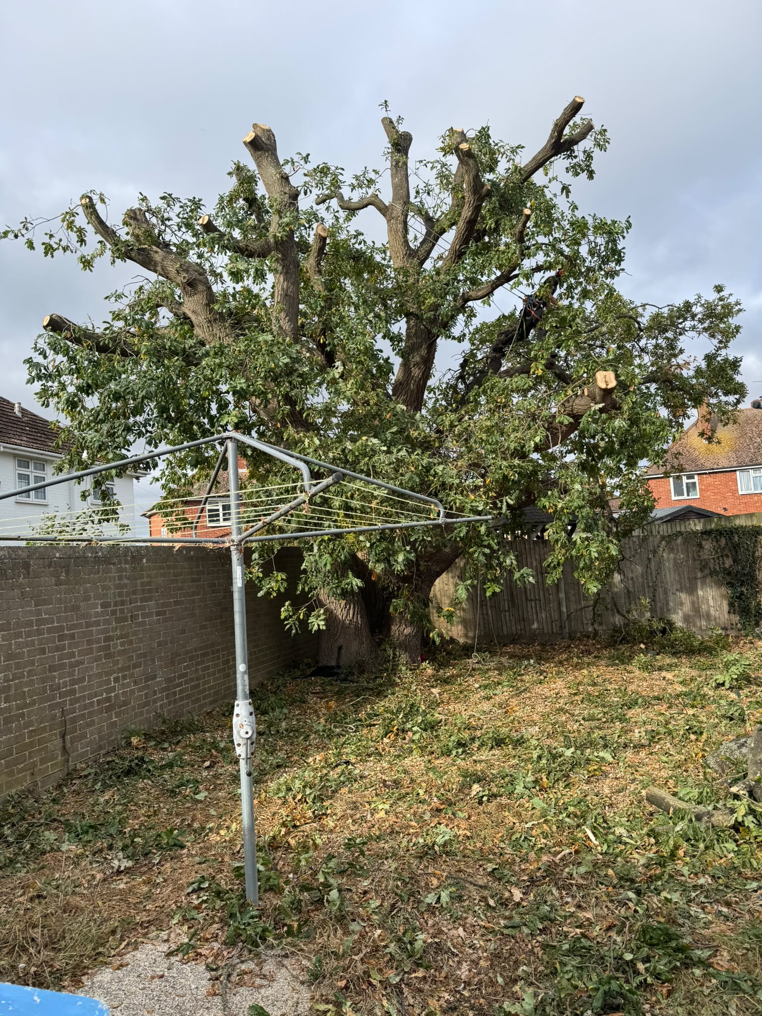 Tree surgery work photo 187