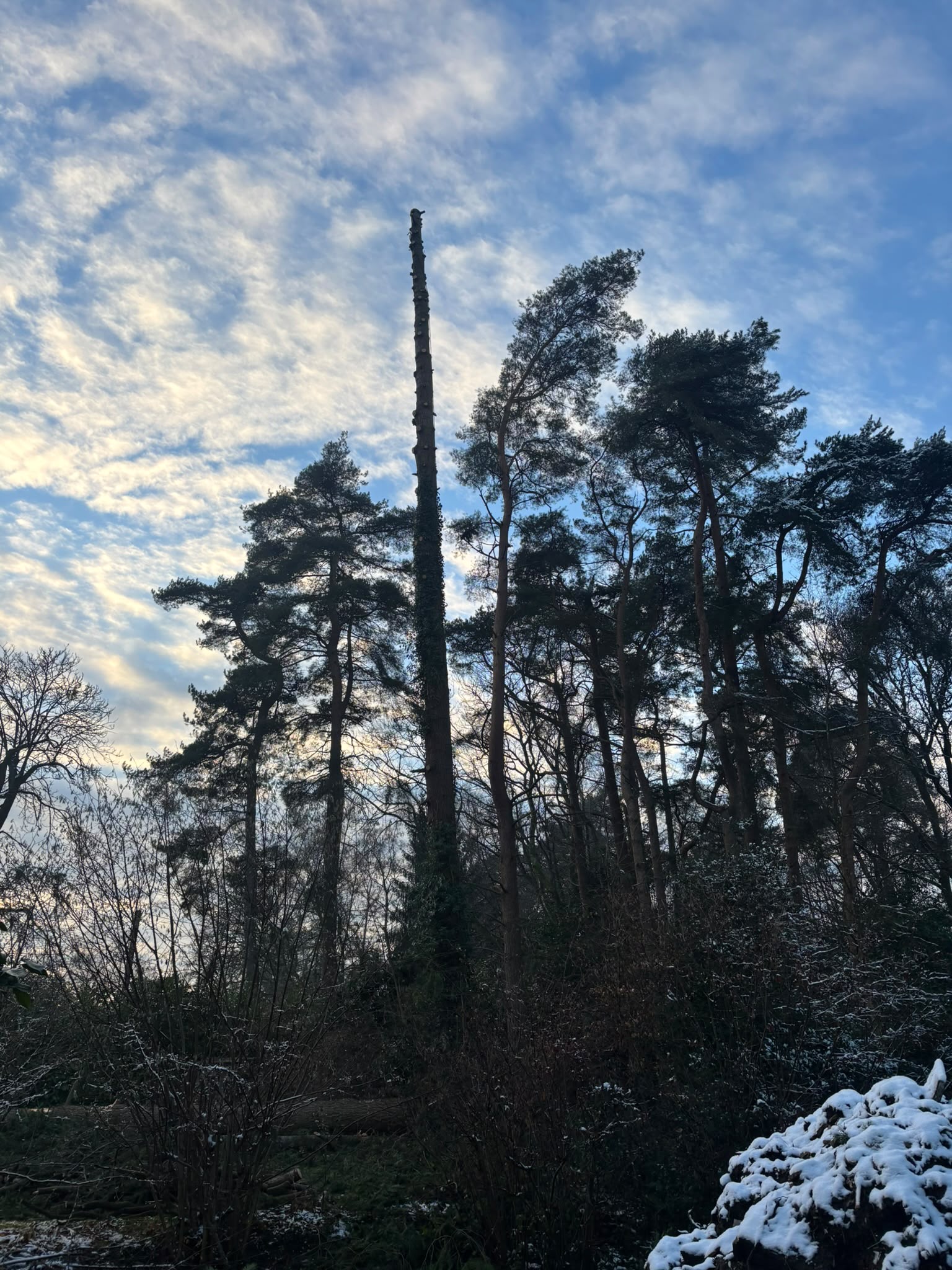Tree surgery work photo 152