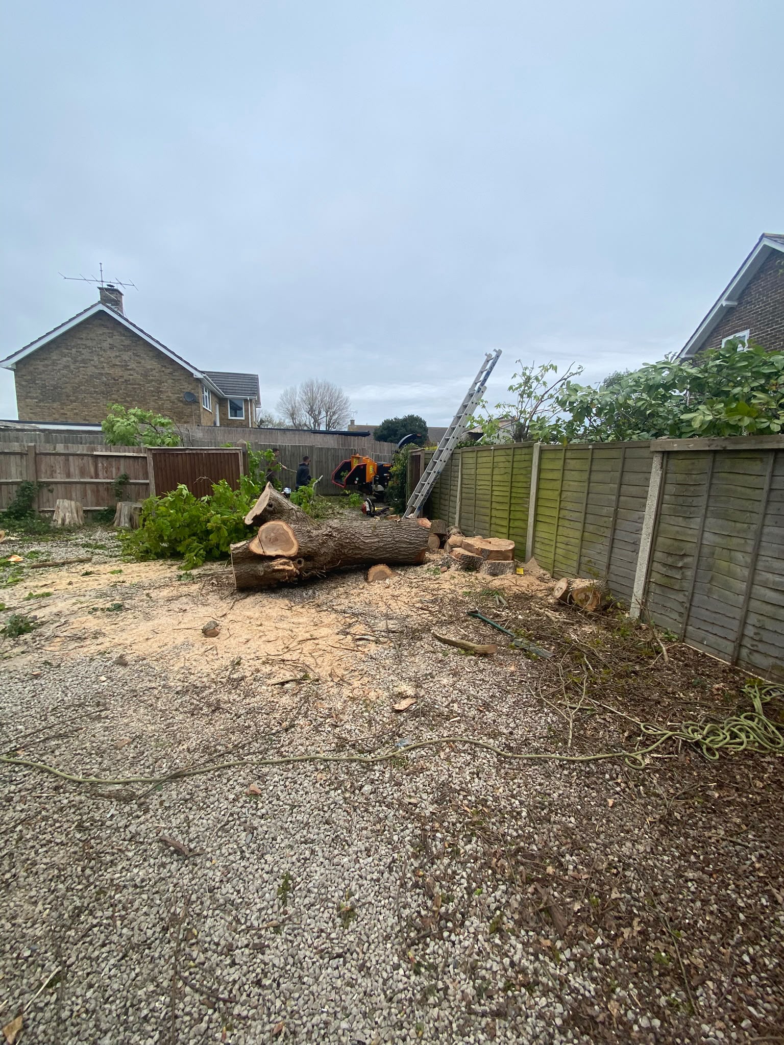 Tree surgery work photo 212