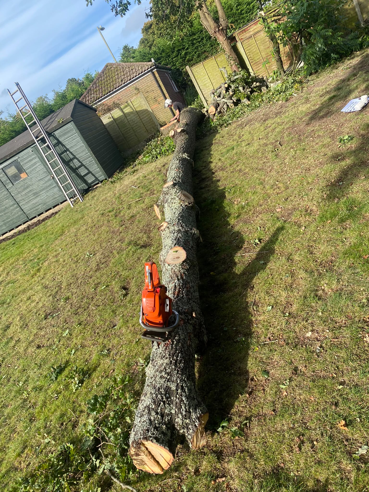 Tree surgery work photo 104
